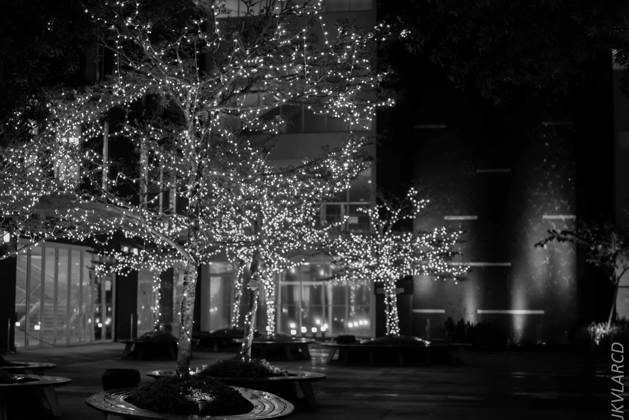 EOS 7D Mark II_2017_12_22_3202-2.jpg