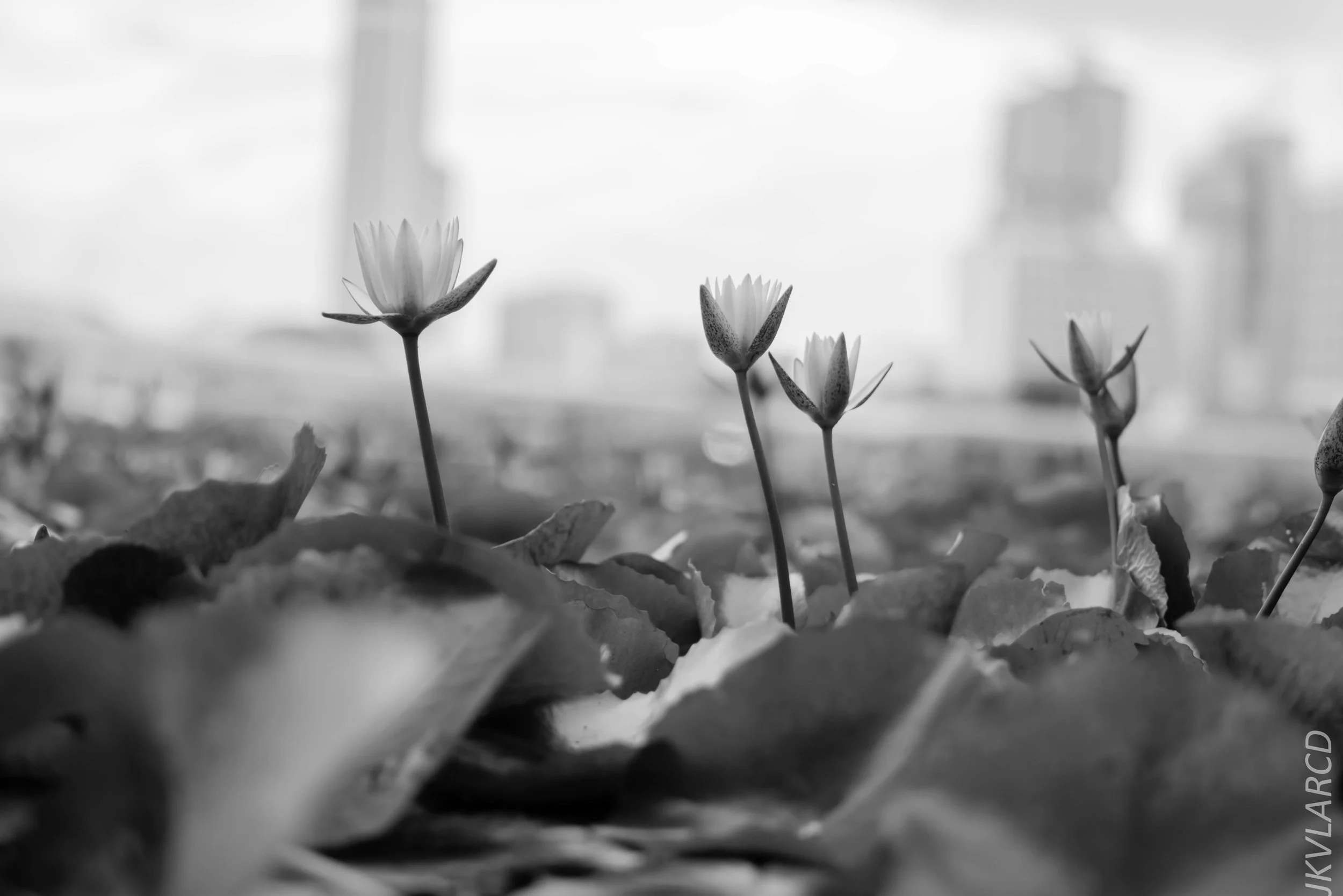 EOS 7D Mark II_2017_12_29_3609.jpg