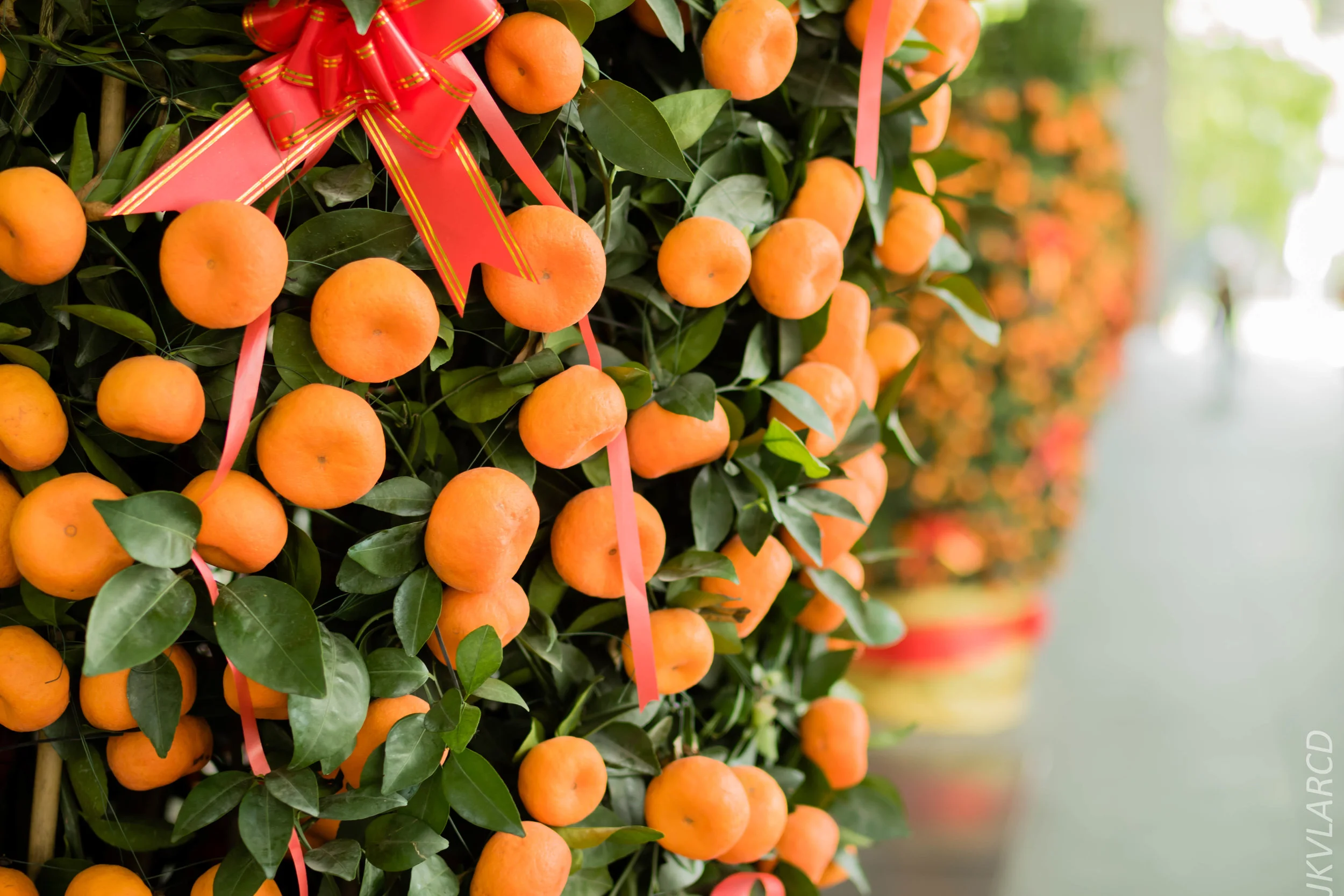 EOS 7D Mark II_2018_02_03_4587.jpg