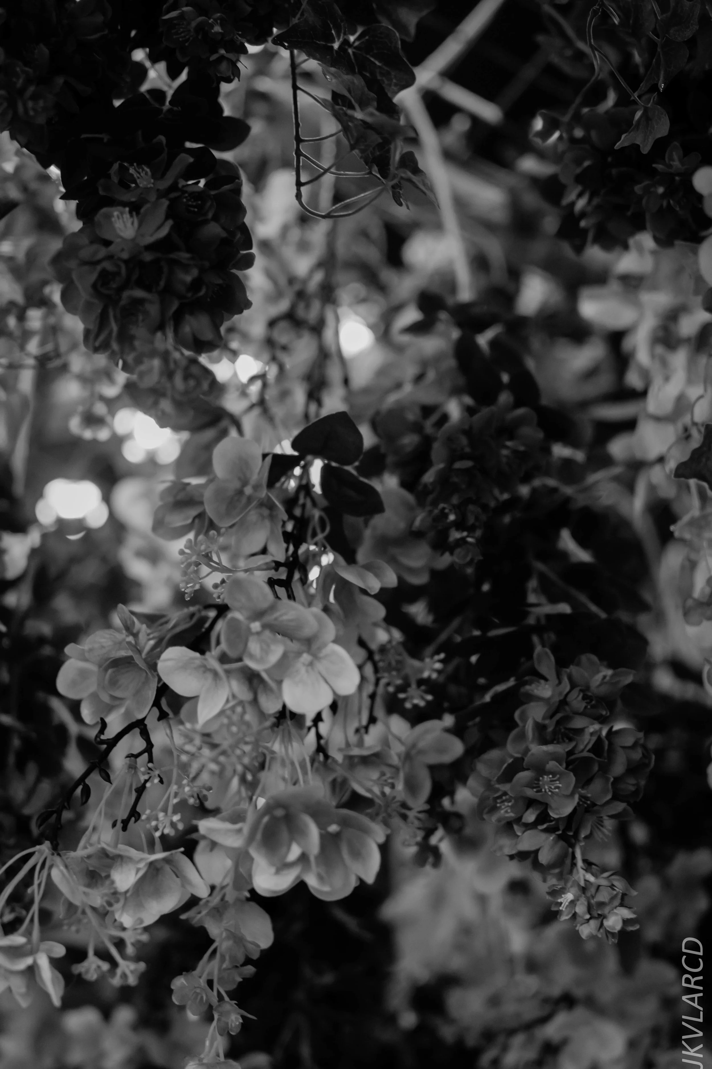 EOS 7D Mark II_2018_04_14_7798.jpg