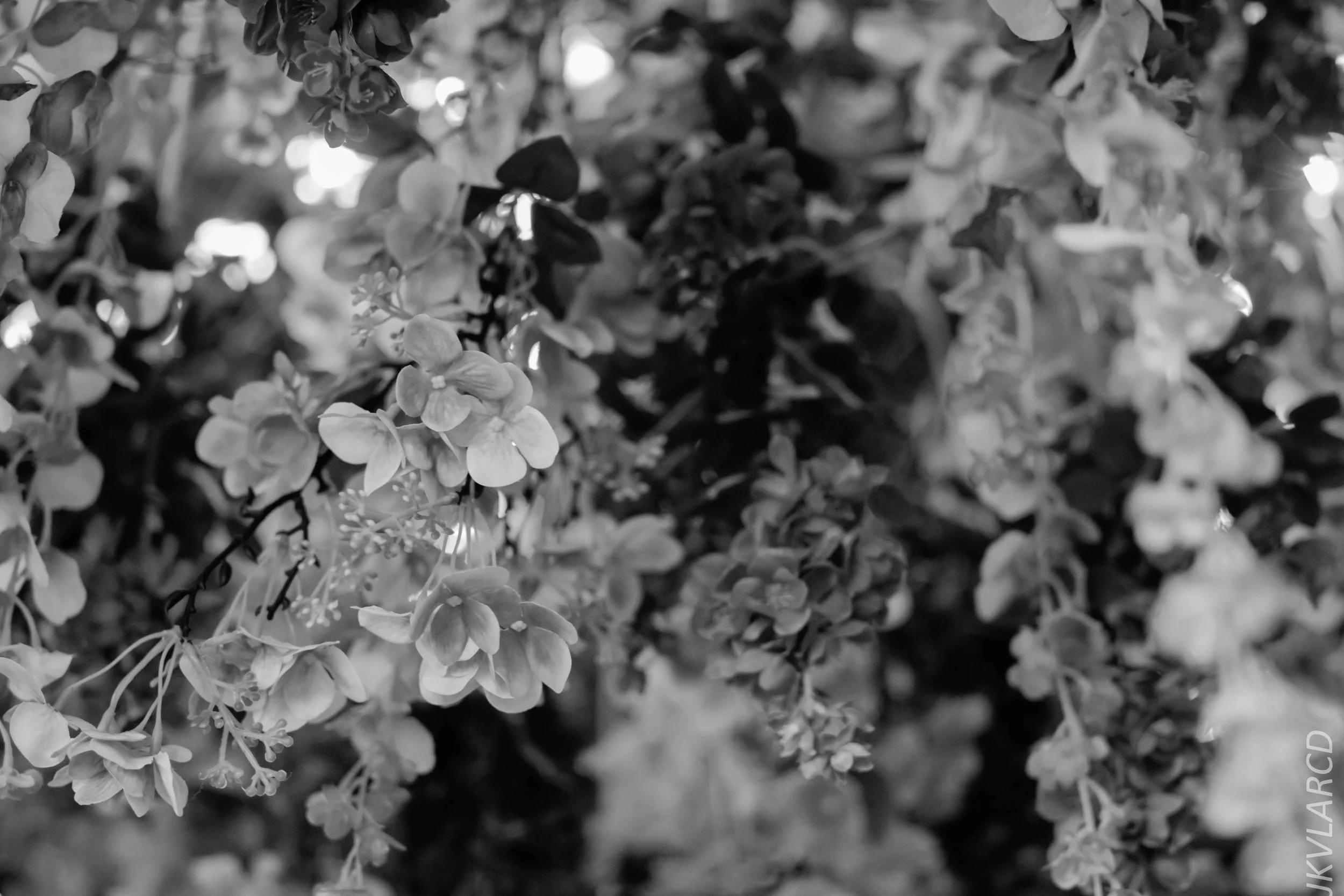 EOS 7D Mark II_2018_04_14_7799.jpg