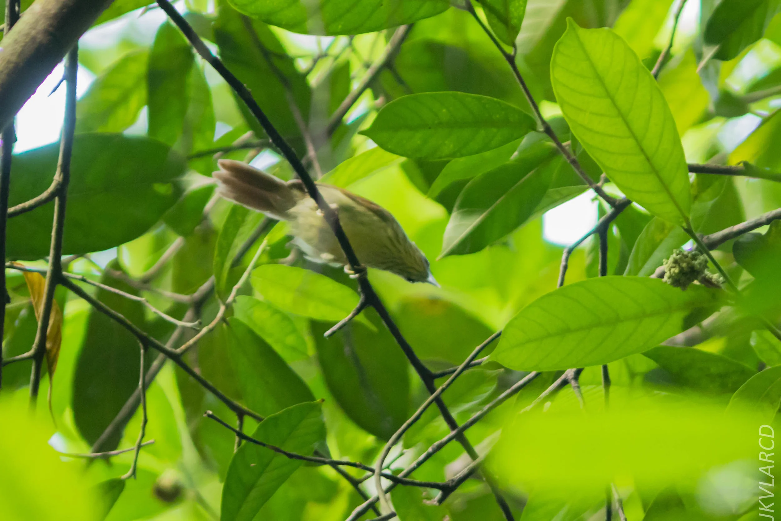 EOS 7D Mark II_2018_05_29_8072.jpg