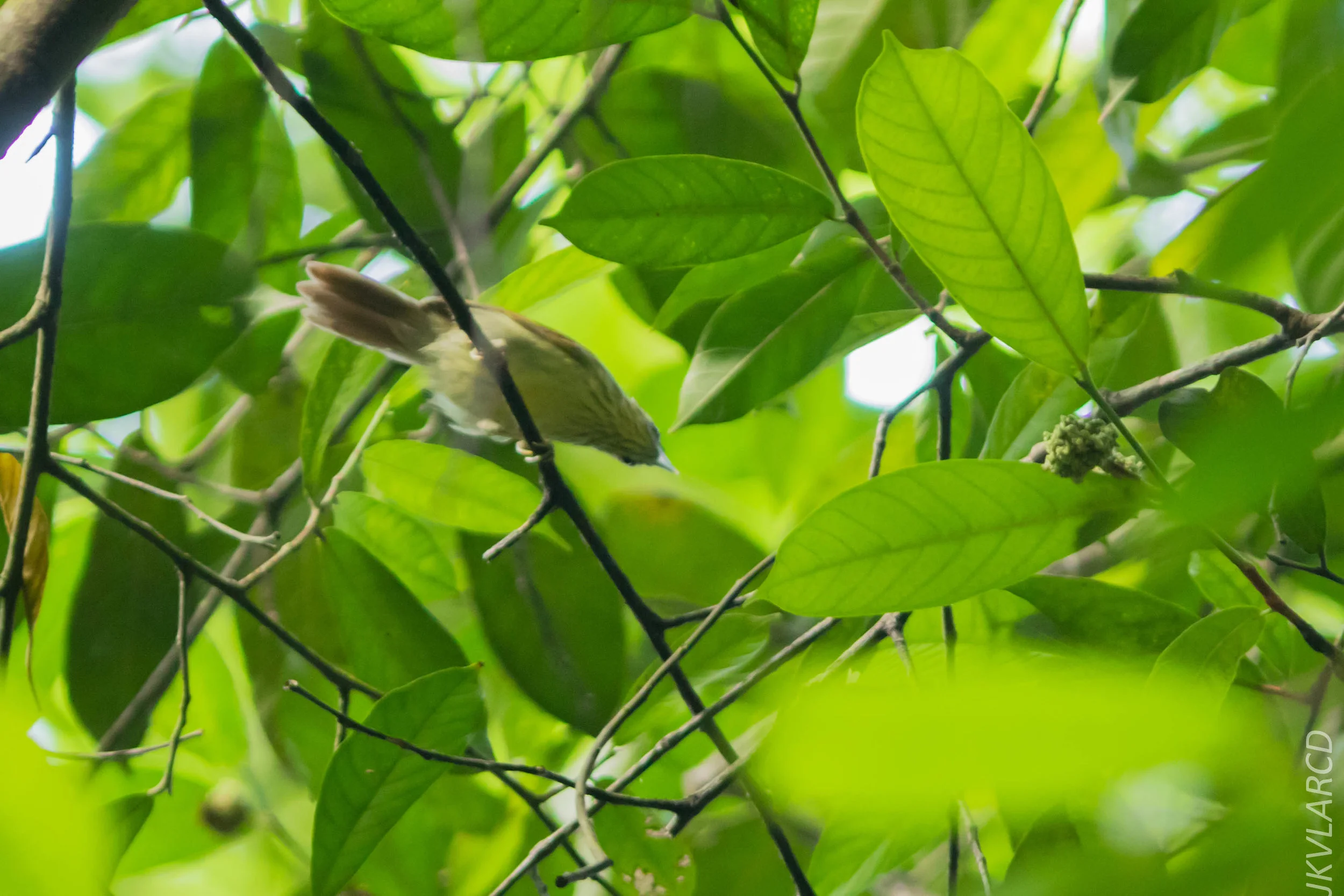 EOS 7D Mark II_2018_05_29_8071.jpg