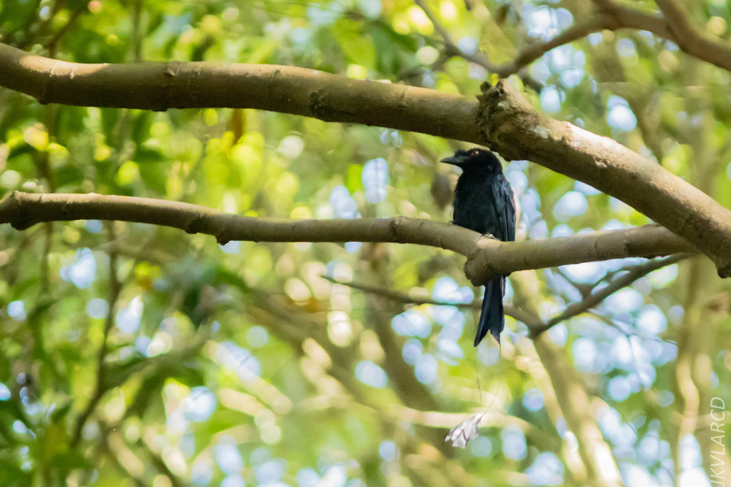 EOS 7D Mark II_2018_05_29_8098.jpg