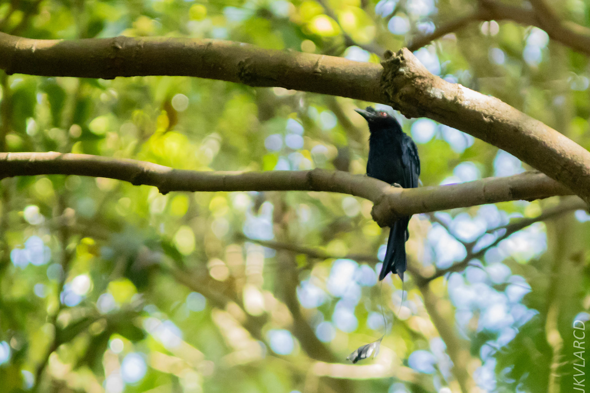 EOS 7D Mark II_2018_05_29_8115.jpg