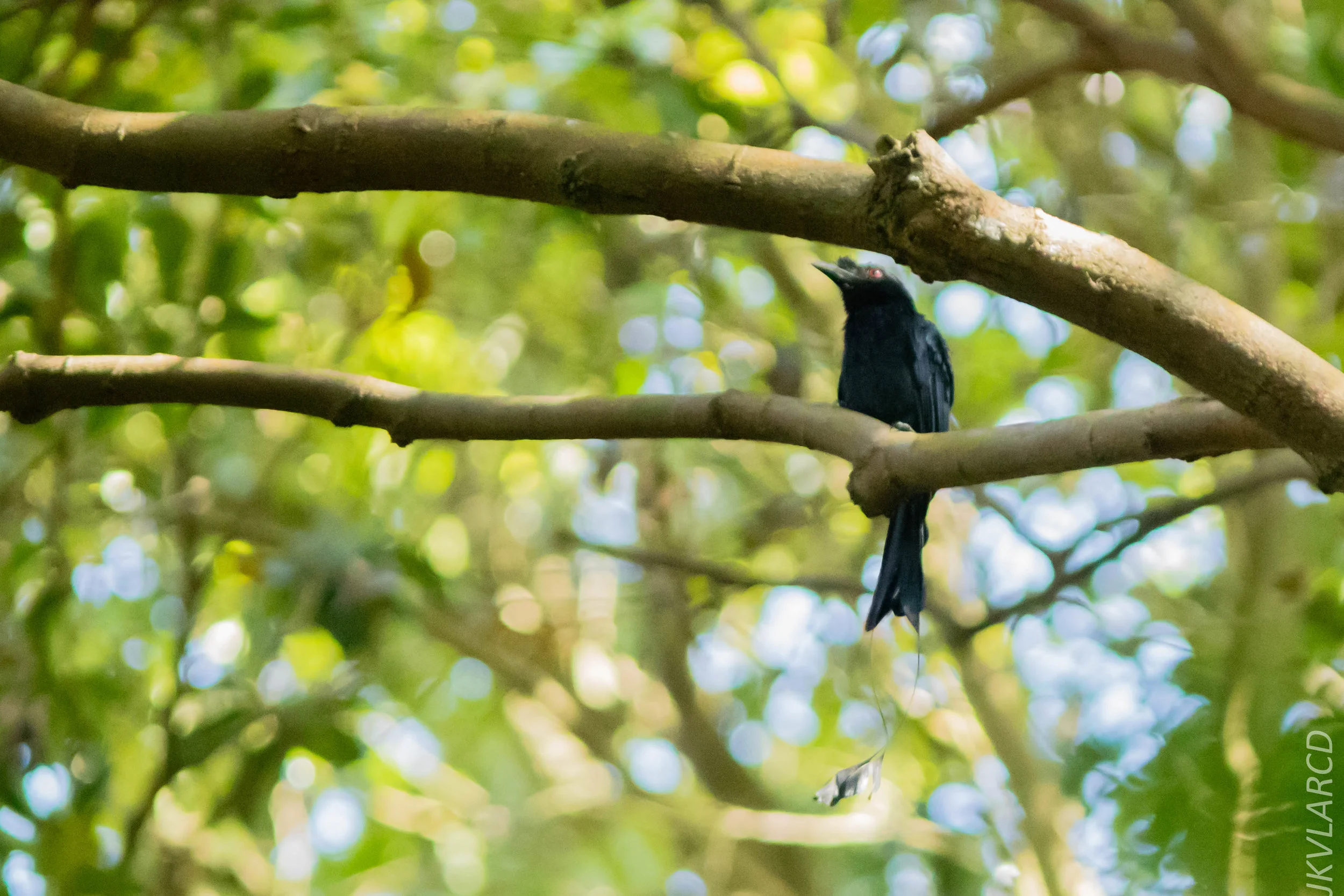 EOS 7D Mark II_2018_05_29_8116.jpg