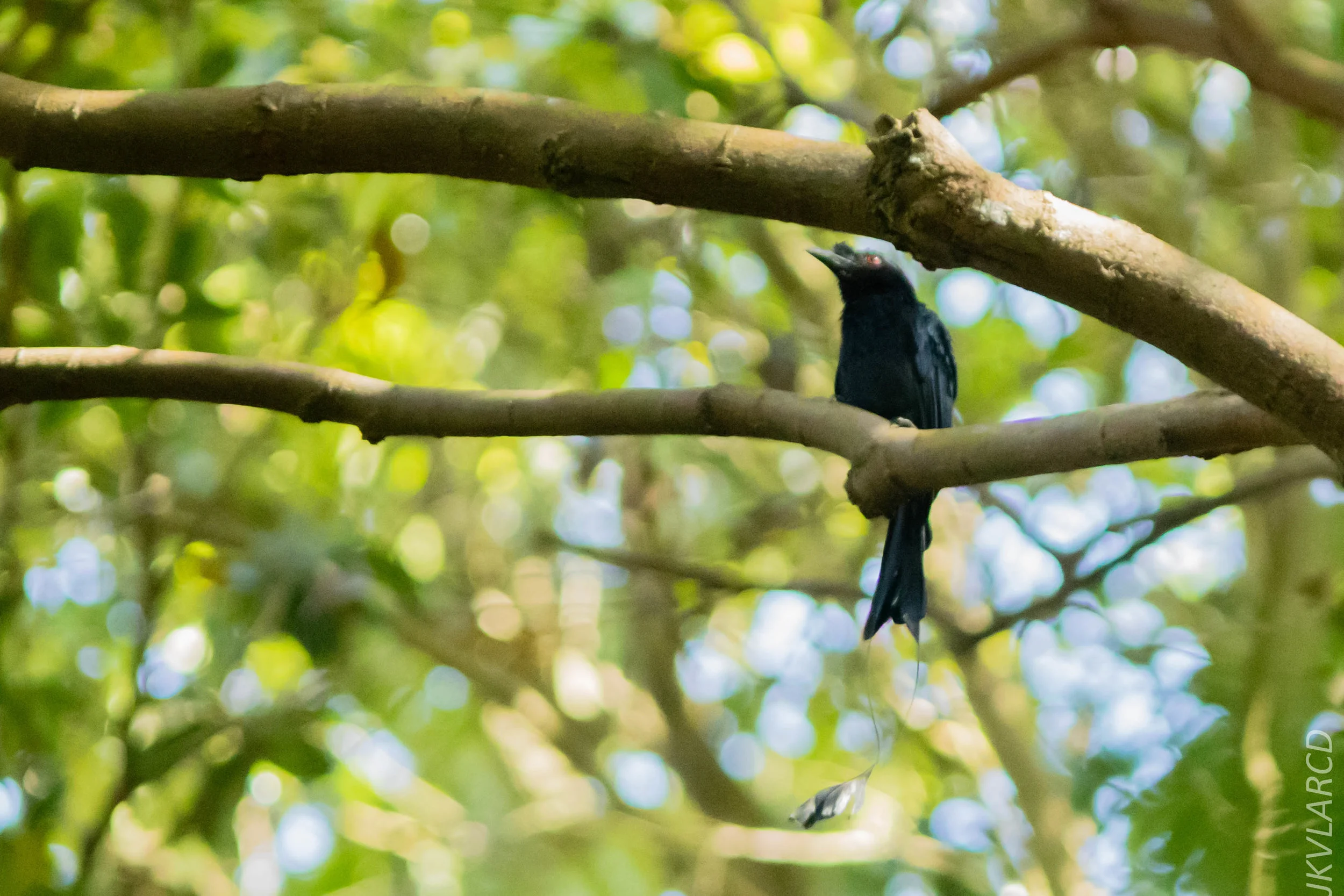 EOS 7D Mark II_2018_05_29_8115.jpg