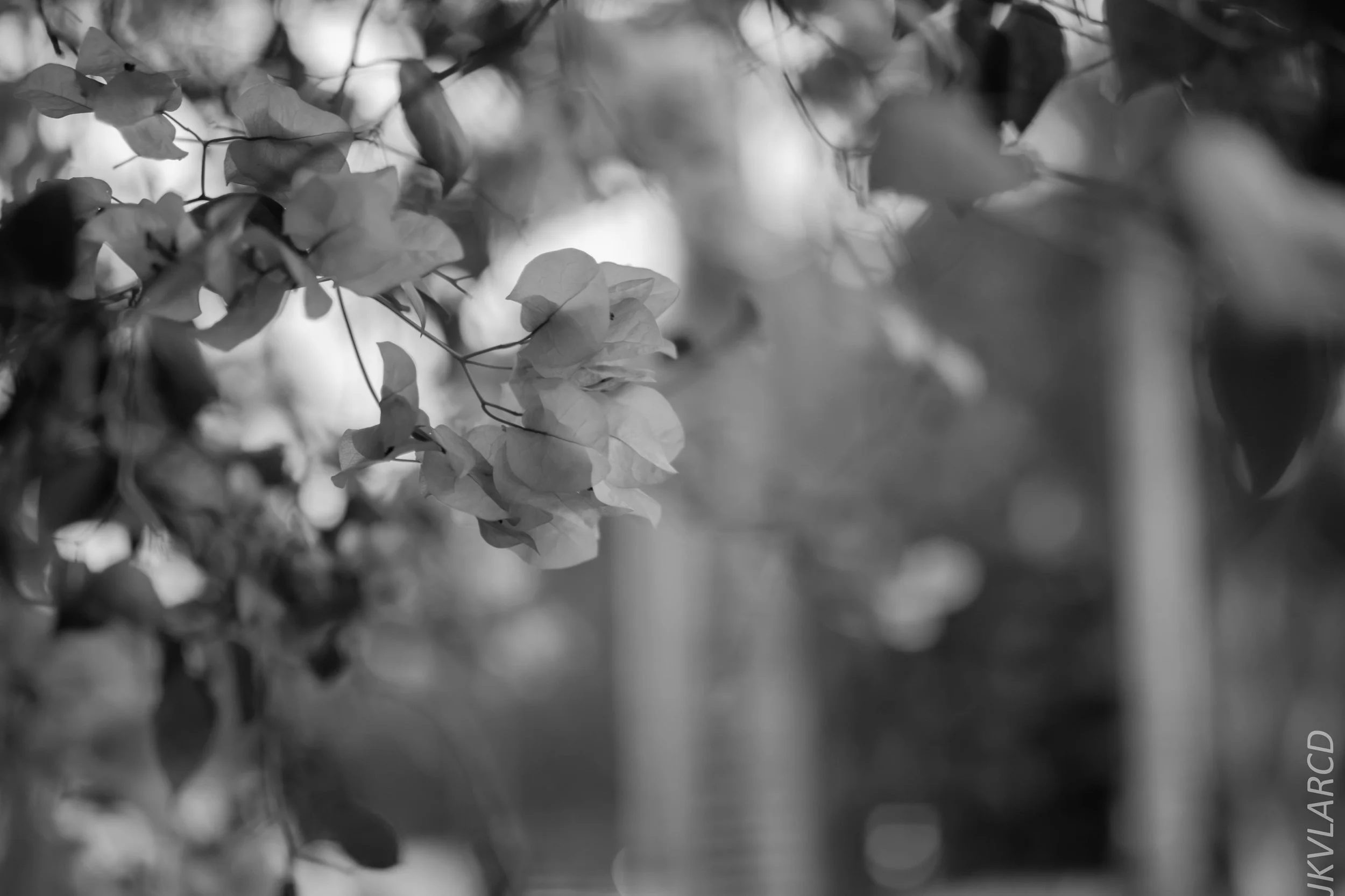 EOS 7D Mark II_2018_07_29_0130.jpg