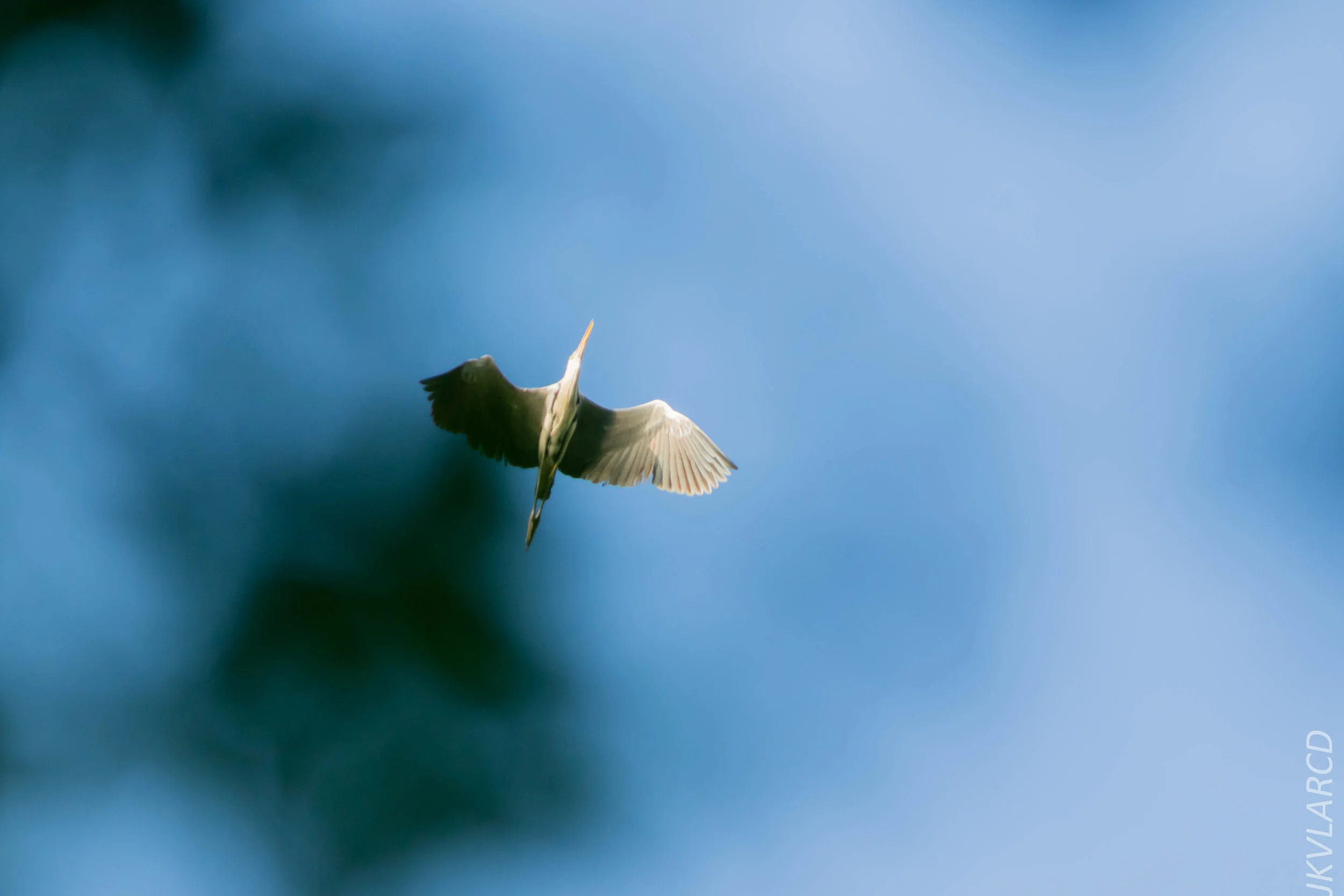 EOS 7D Mark II_2018_08_25_2323.jpg