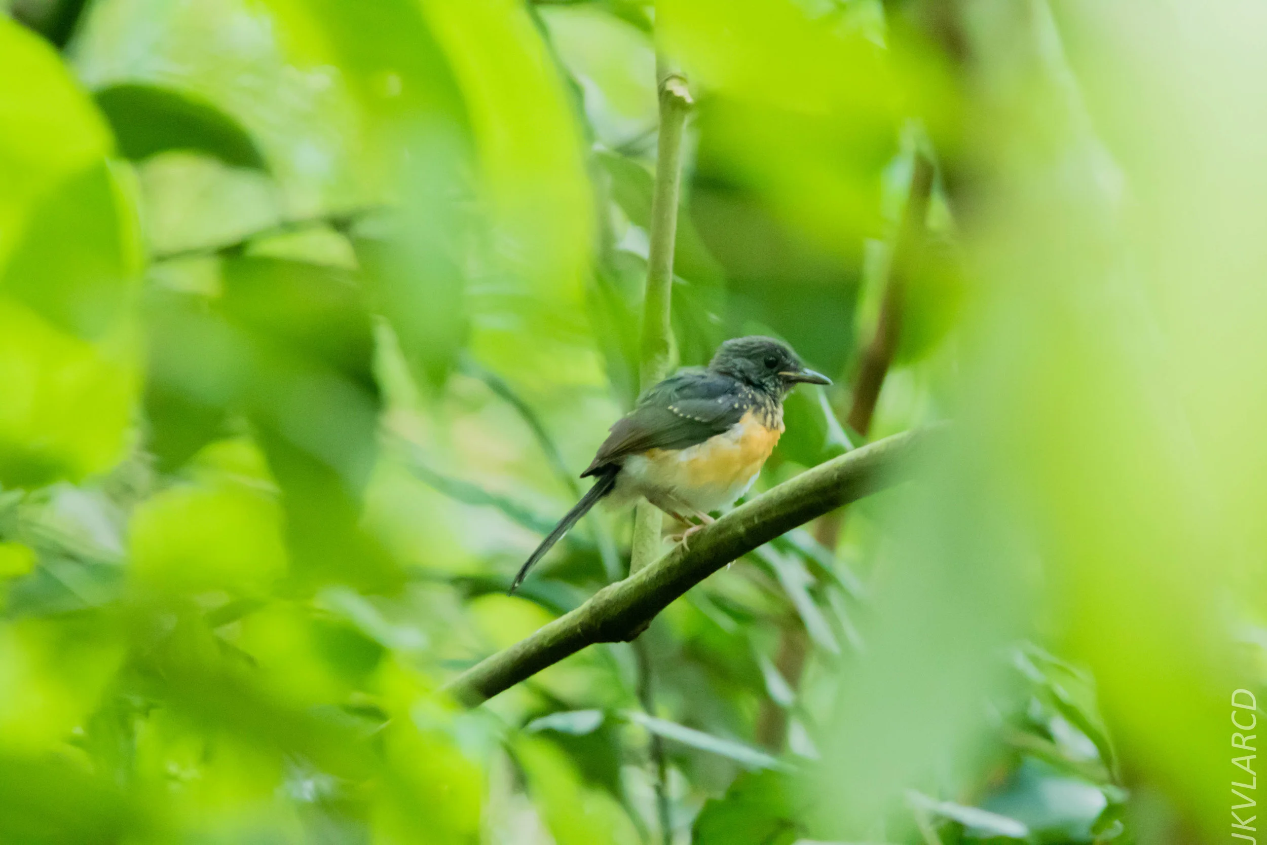 EOS 7D Mark II_2018_08_25_2330.jpg