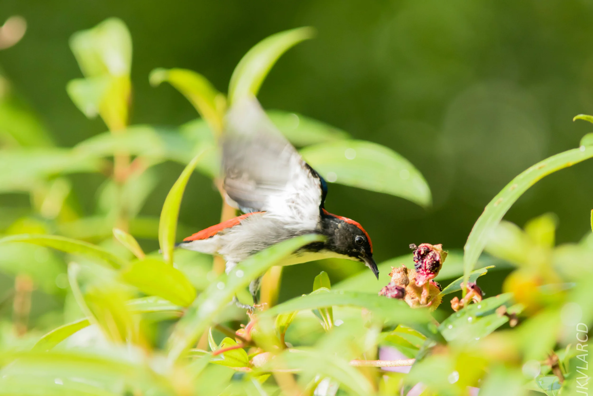 EOS 7D Mark II_2018_08_25_2433.jpg