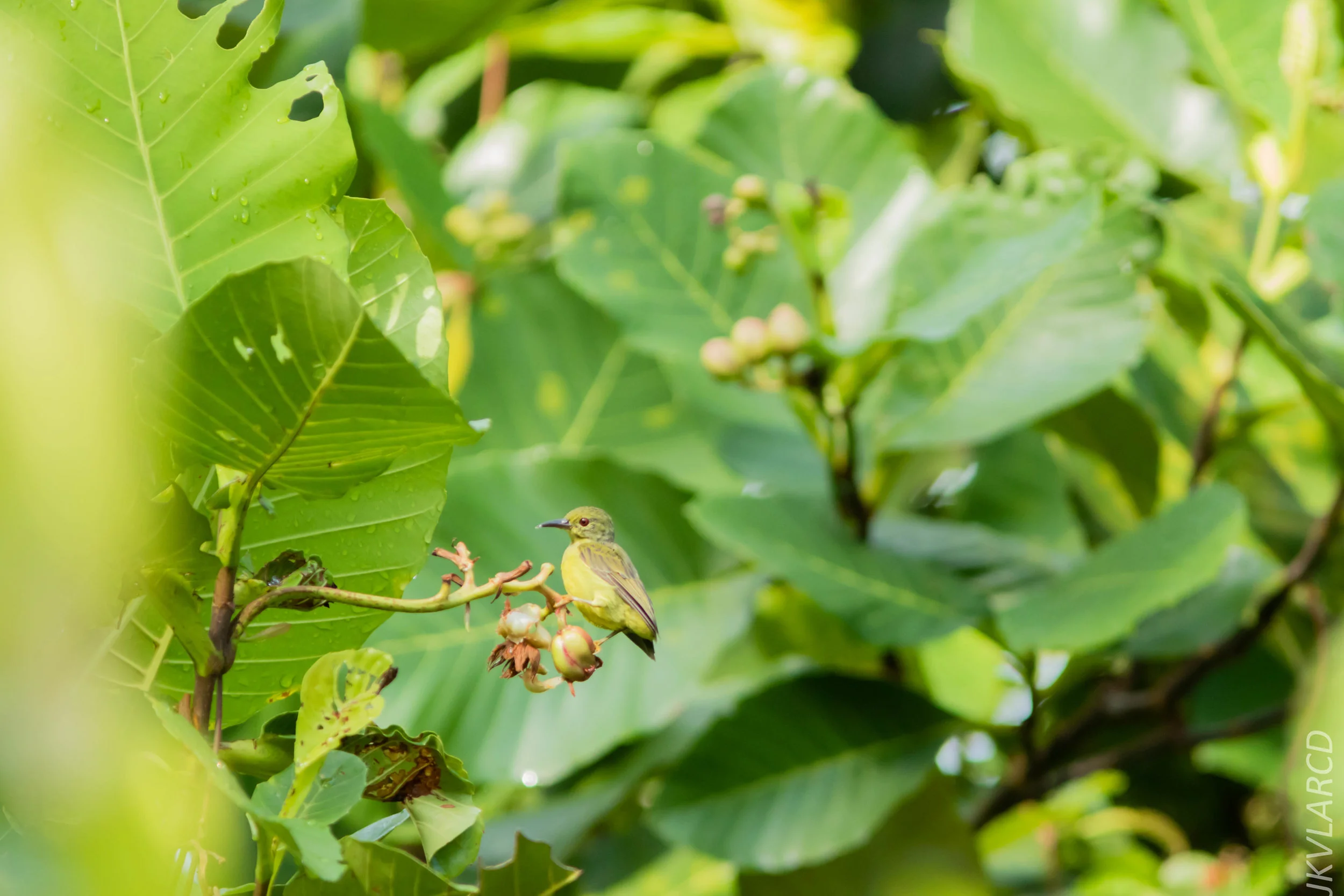 EOS 7D Mark II_2018_08_25_2447.jpg