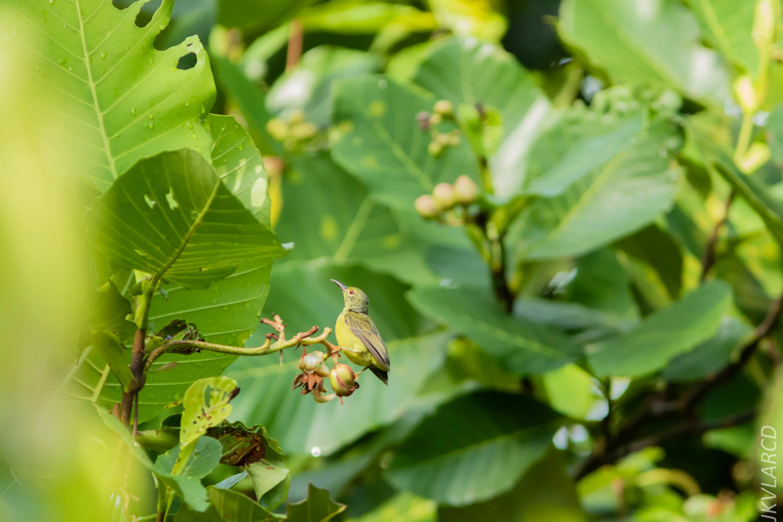 EOS 7D Mark II_2018_08_25_2450.jpg