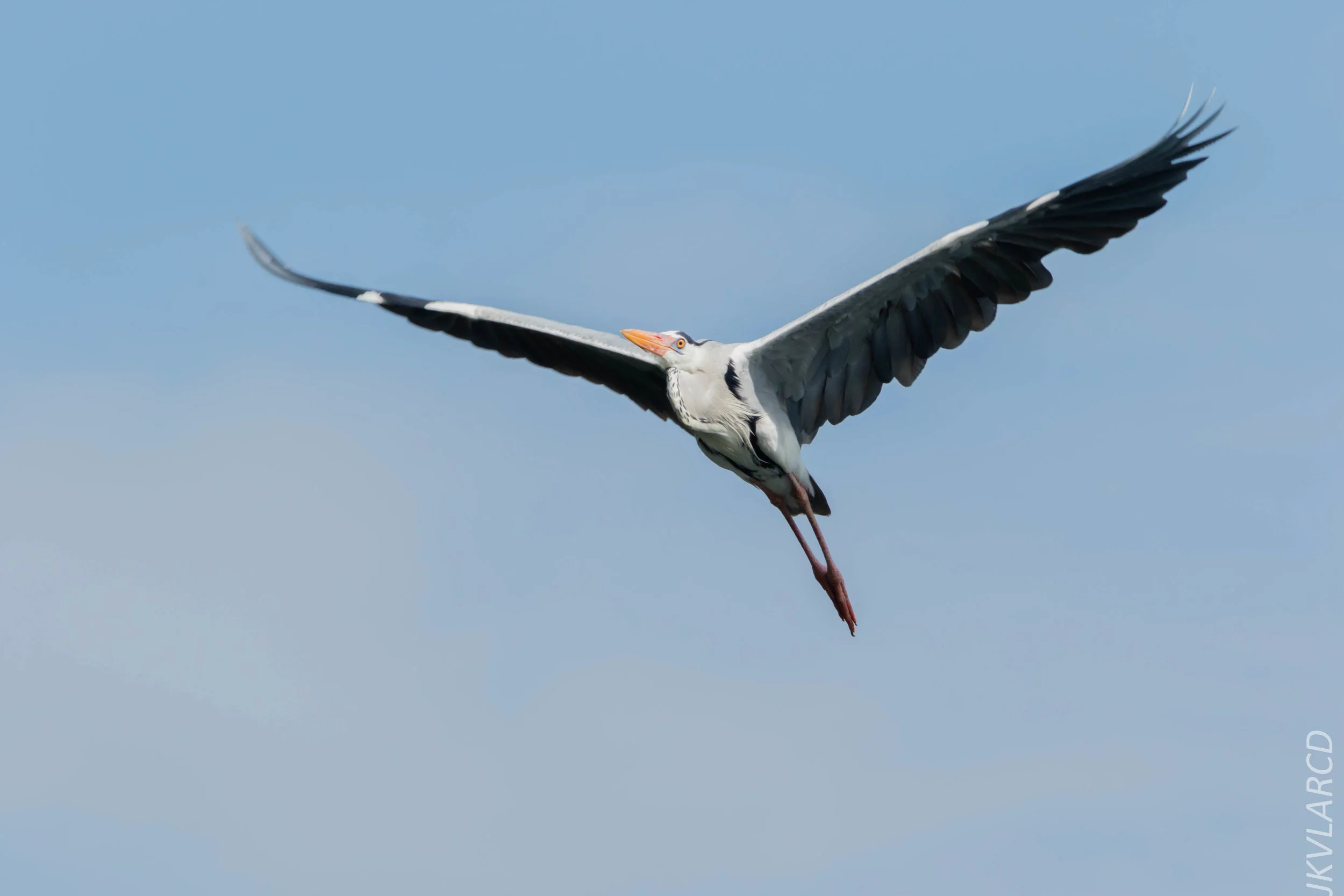 EOS 7D Mark II_2018_08_25_2720.jpg