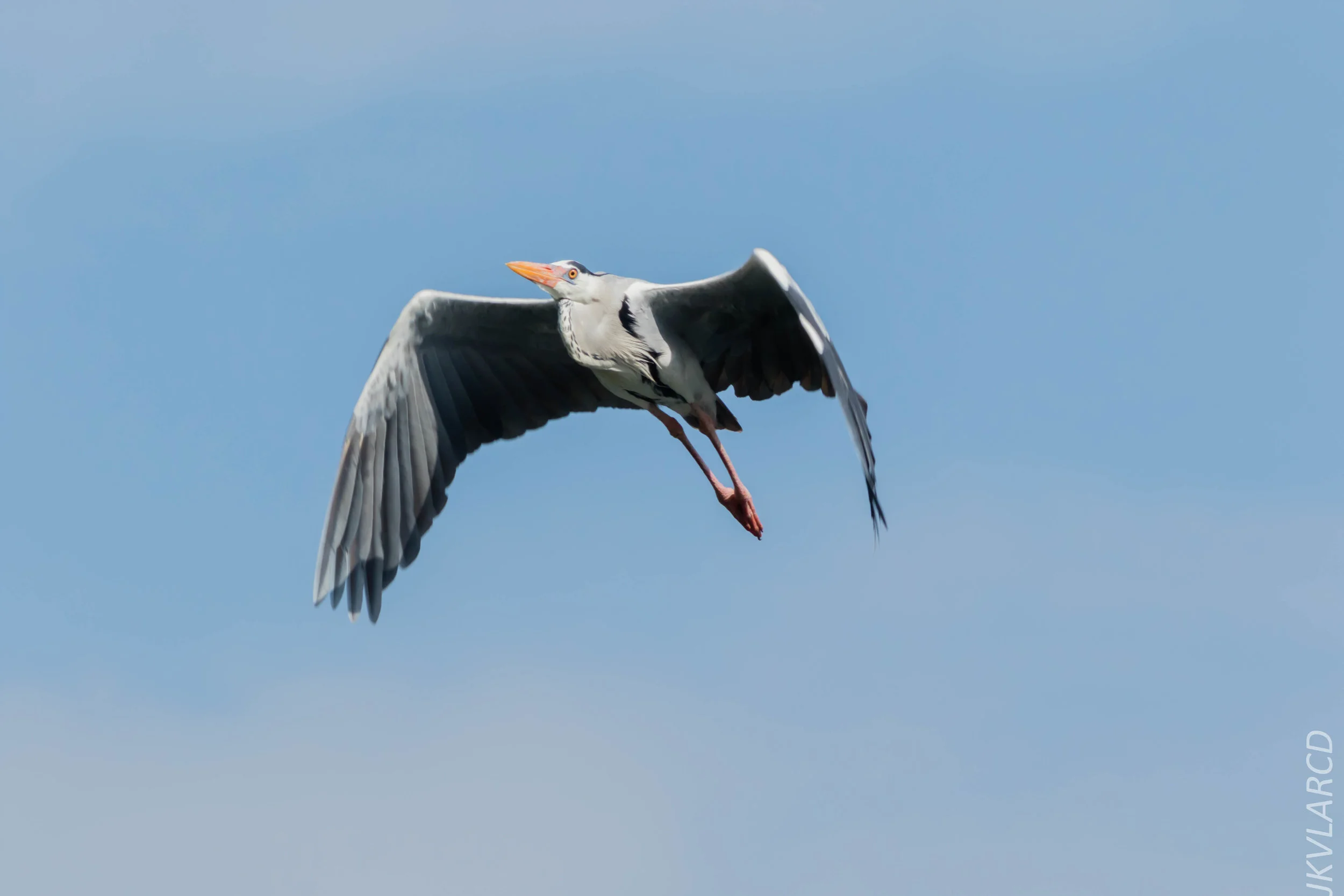 EOS 7D Mark II_2018_08_25_2721.jpg