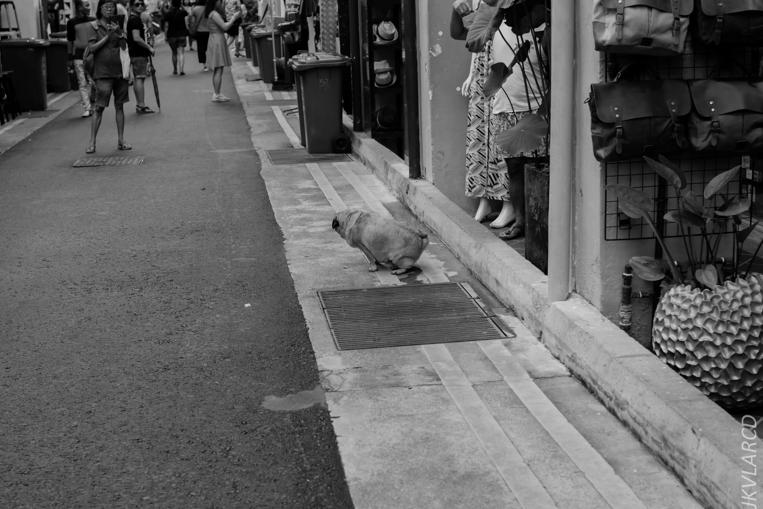 EOS 7D Mark II_2018_11_02_3100.jpg