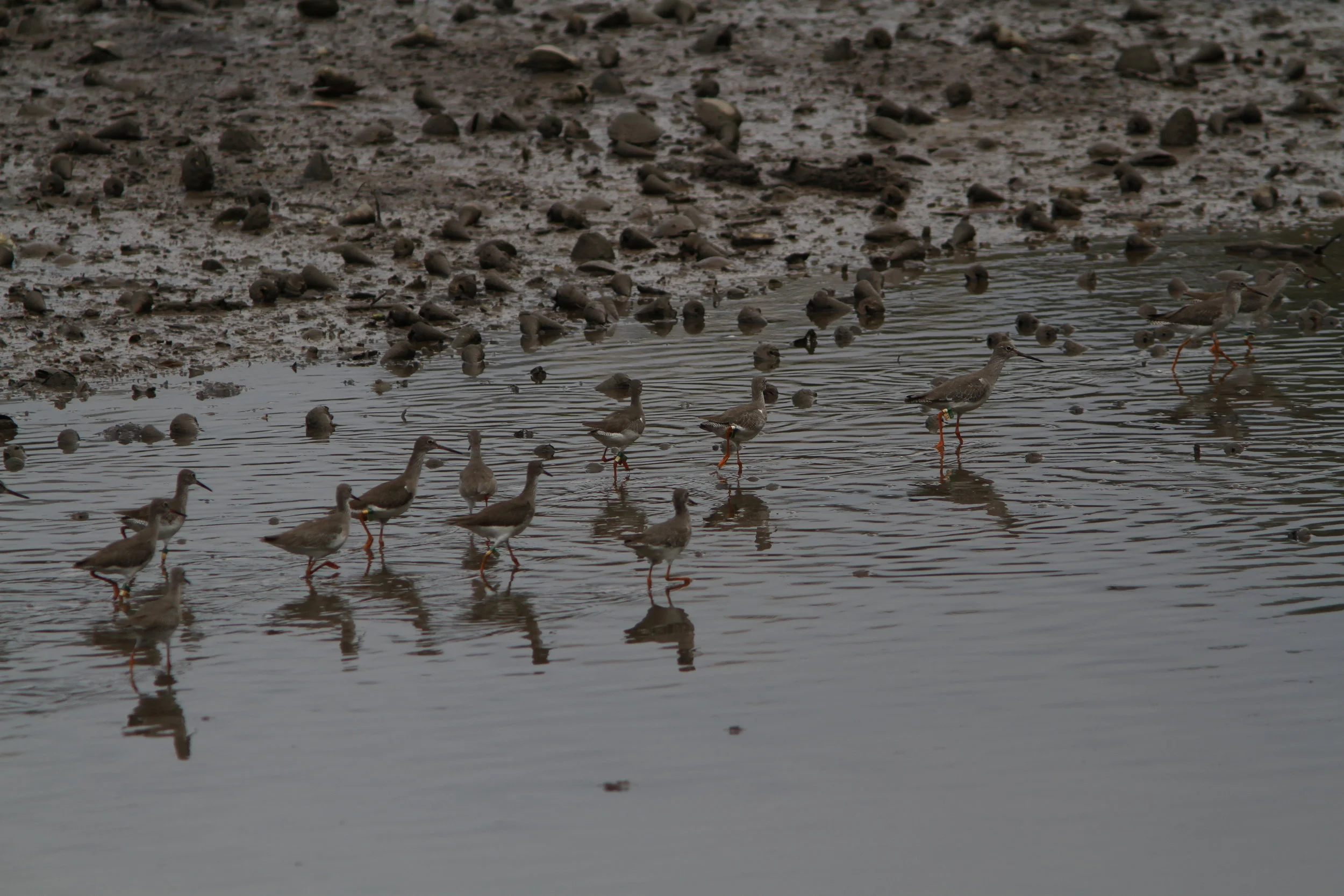 EOS 7D_2018_11_11_8392.JPG