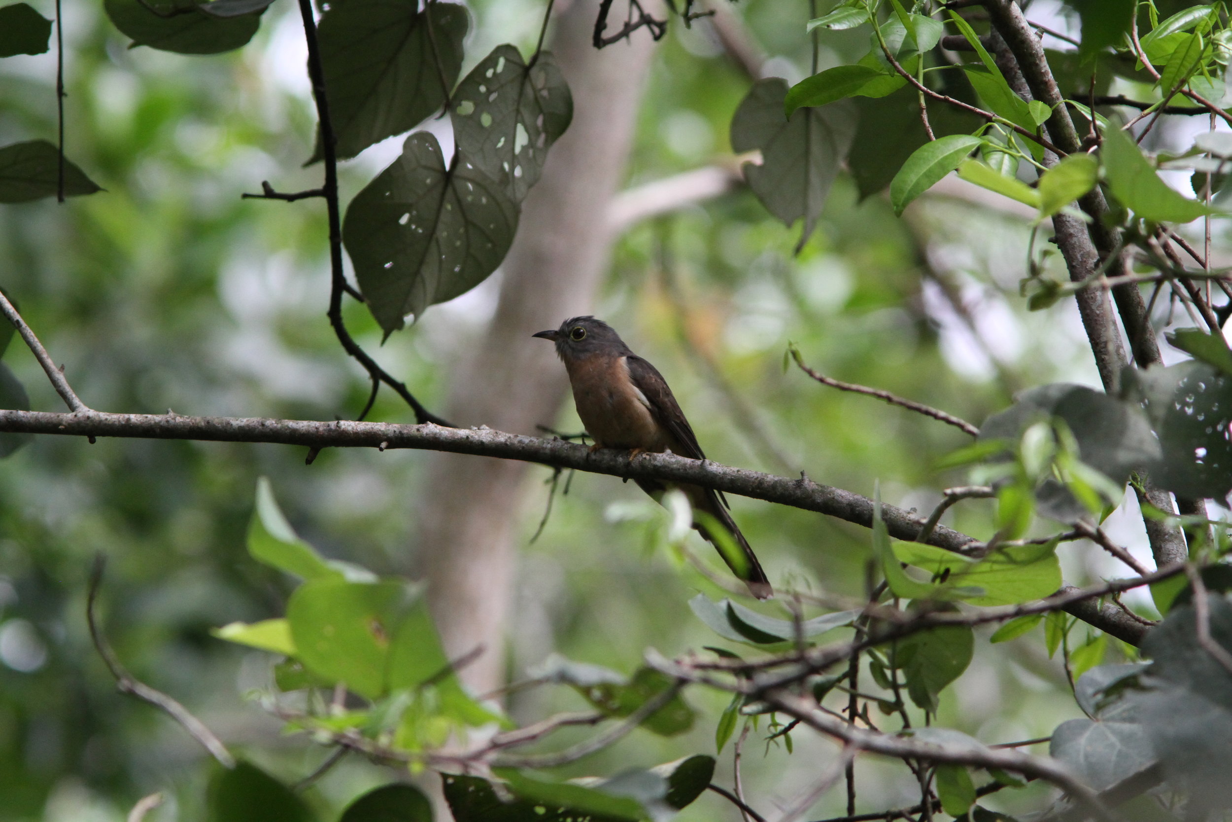 EOS 7D_2018_11_11_8402.JPG