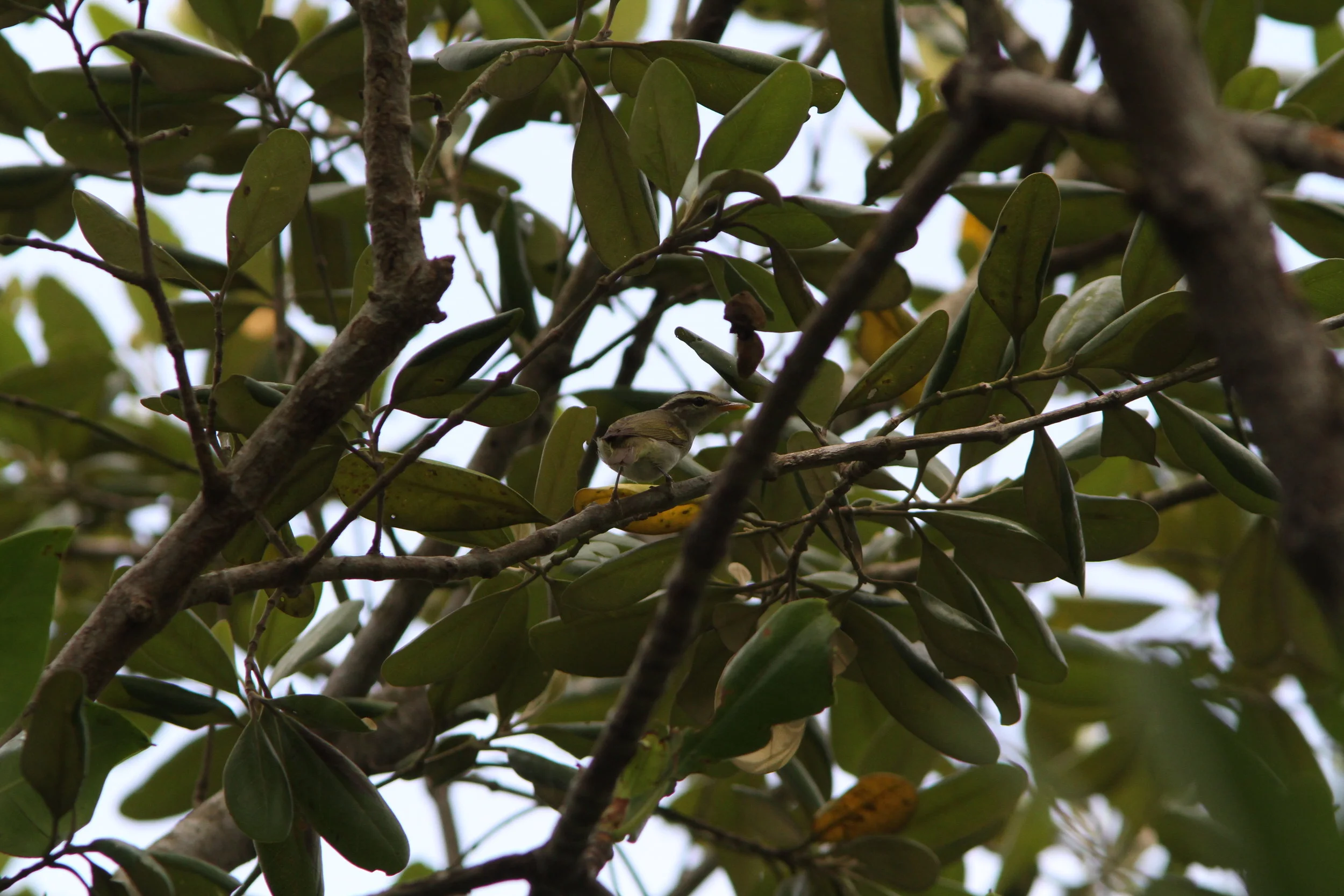 EOS 7D_2018_11_11_8405.JPG