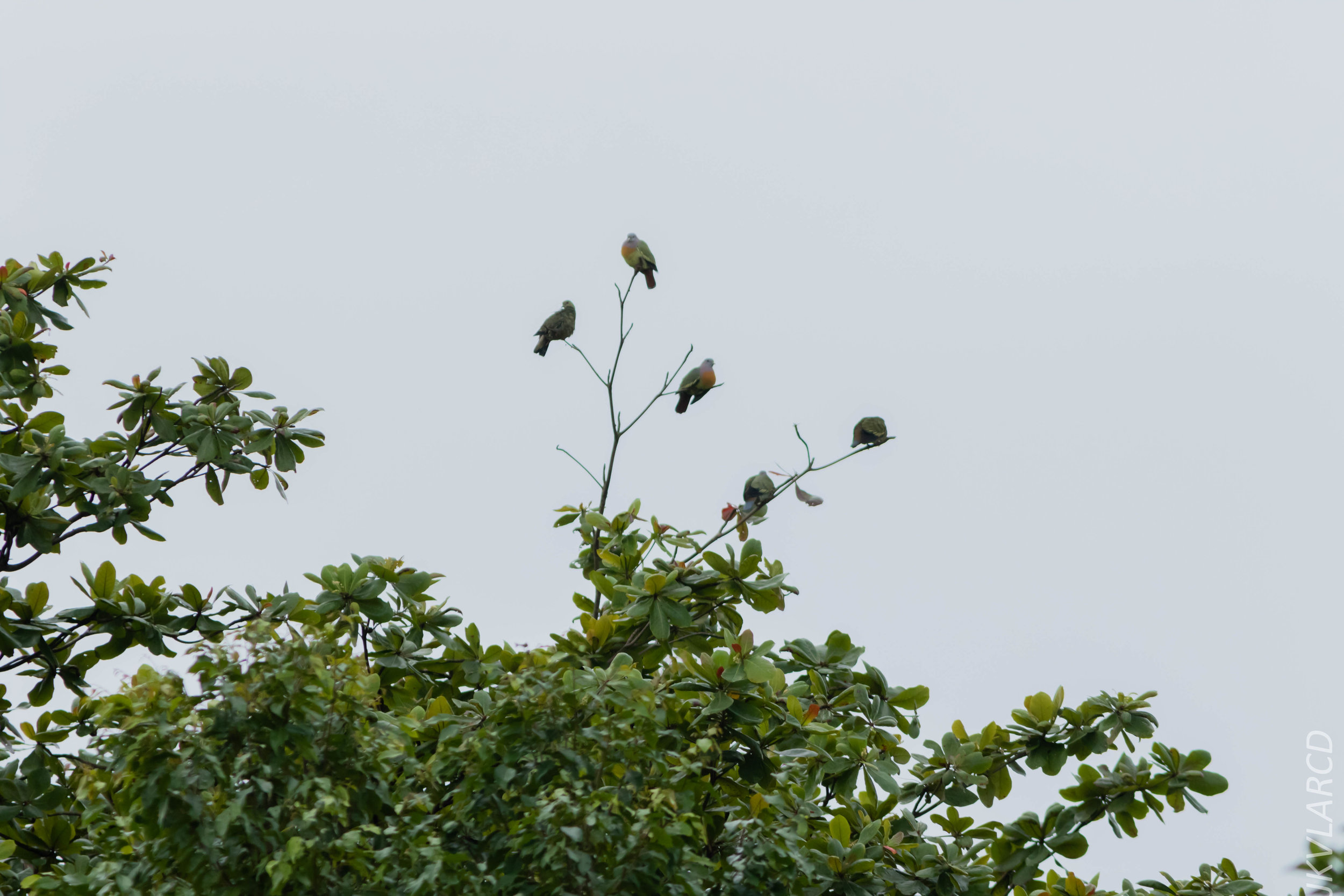 EOS 7D Mark II_2018_11_24_9137.jpg