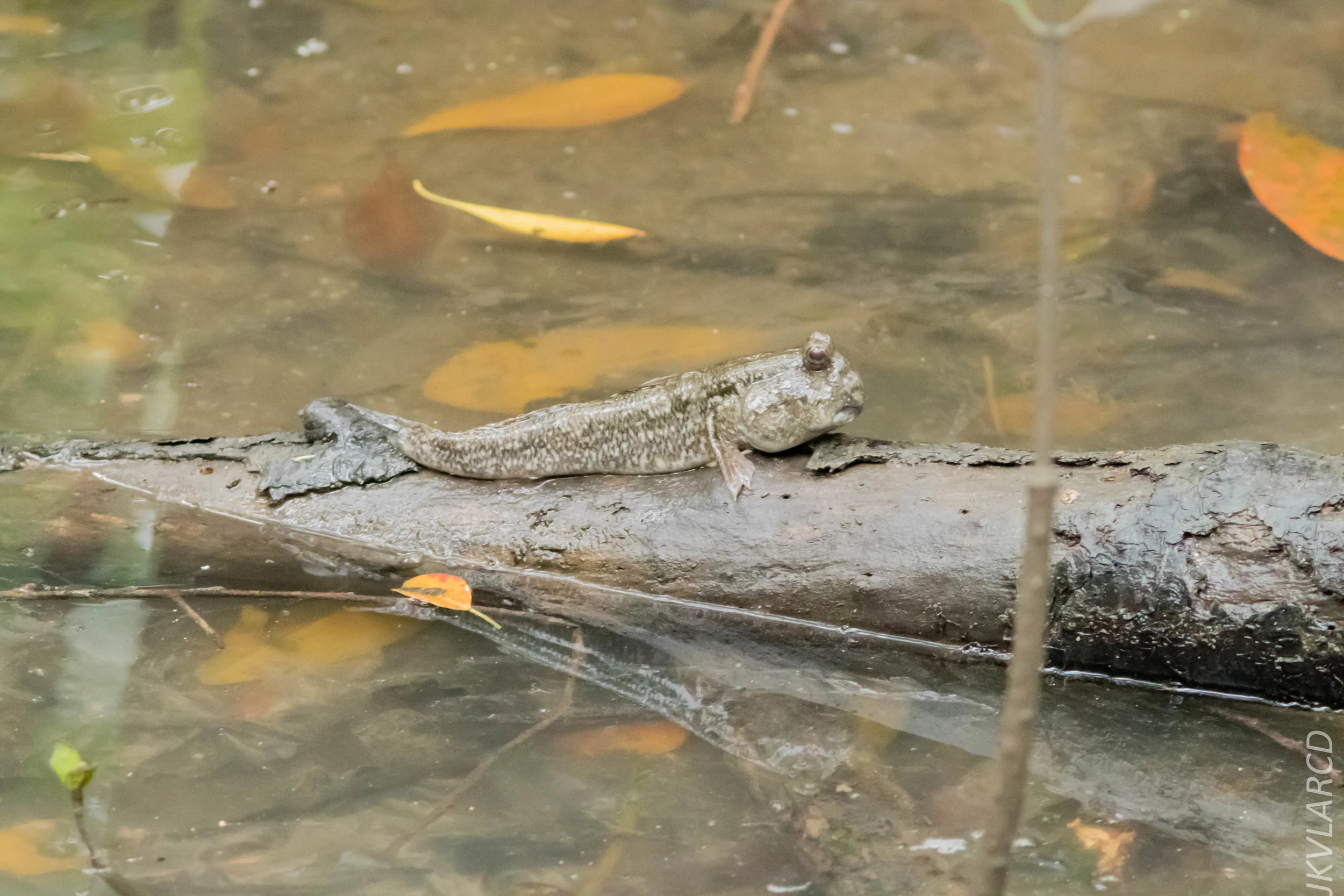 EOS 7D Mark II_2018_11_24_9157.jpg