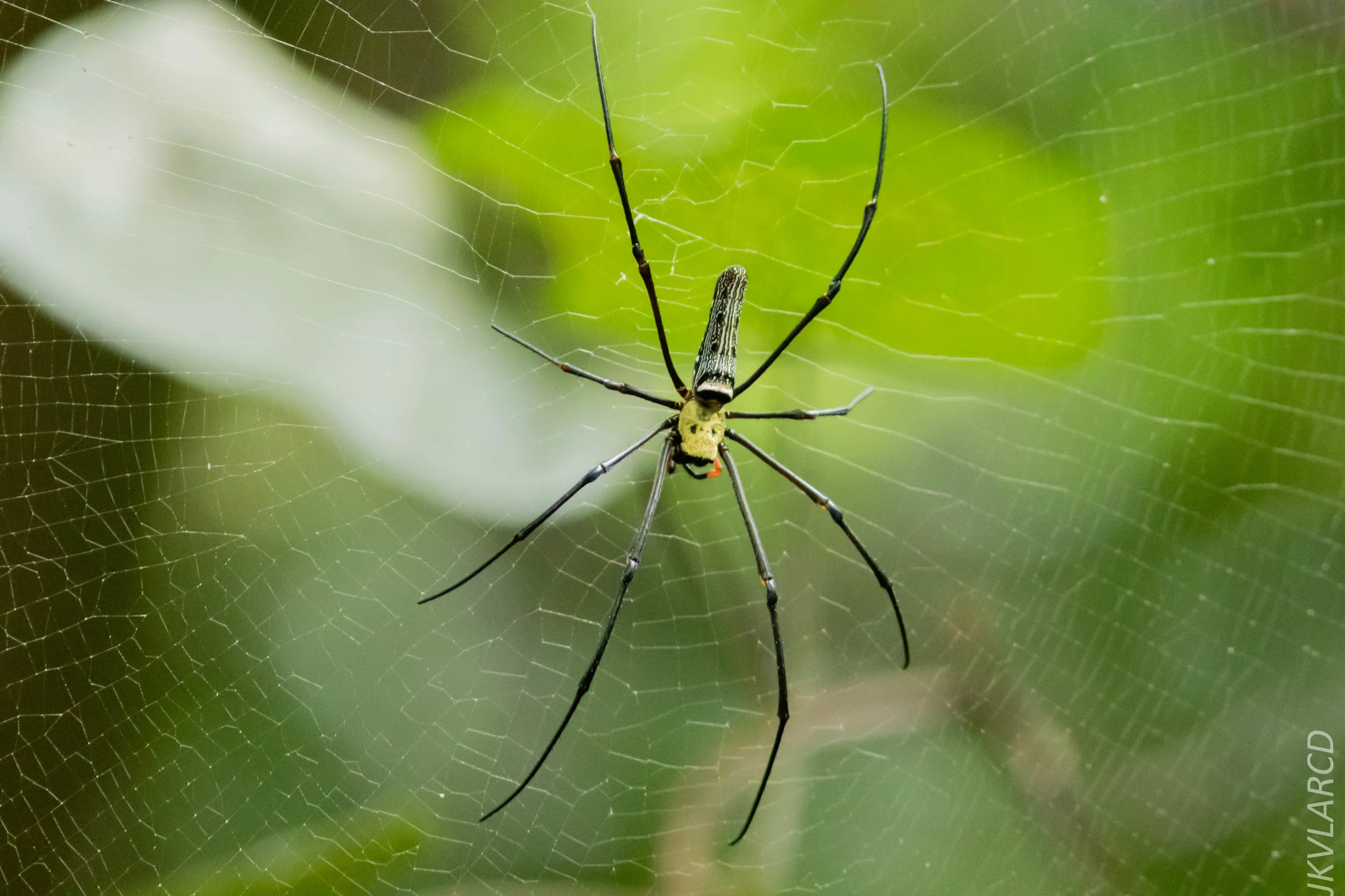 EOS 7D Mark II_2018_11_24_9170.jpg