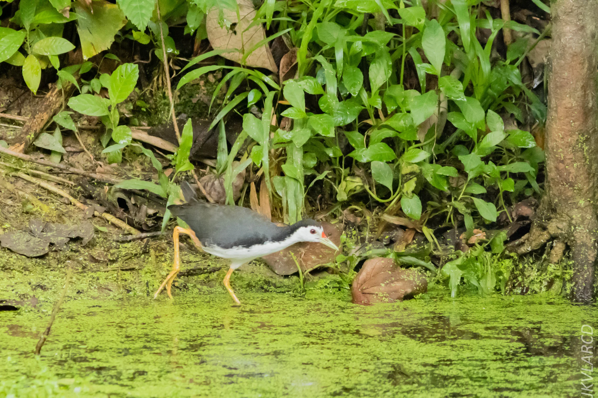 EOS 7D Mark II_2018_11_24_9175.jpg