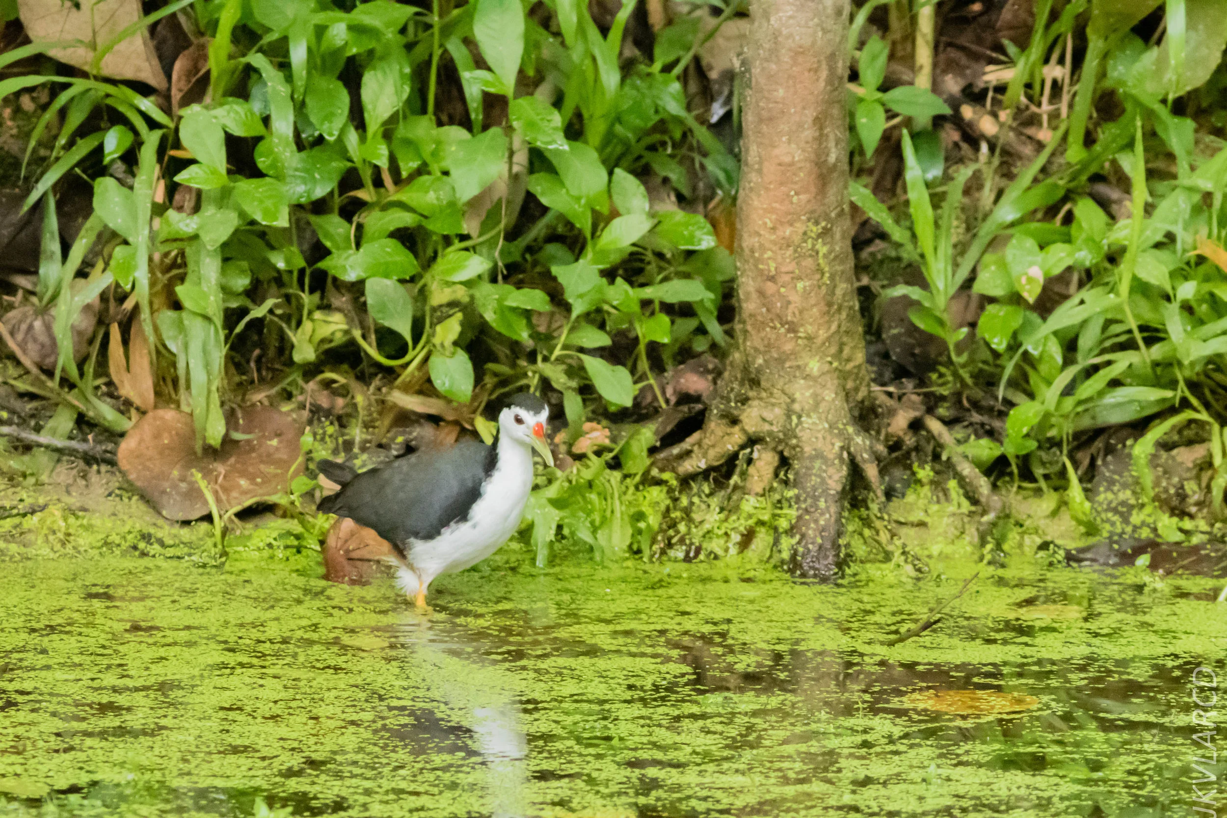 EOS 7D Mark II_2018_11_24_9180.jpg