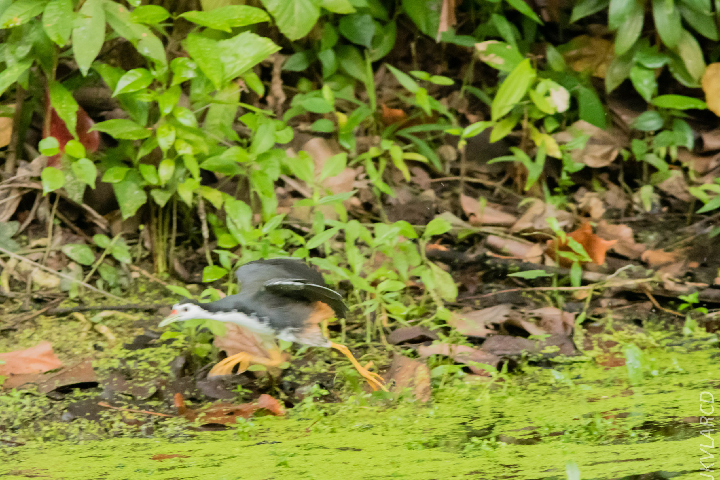 EOS 7D Mark II_2018_11_24_9188.jpg