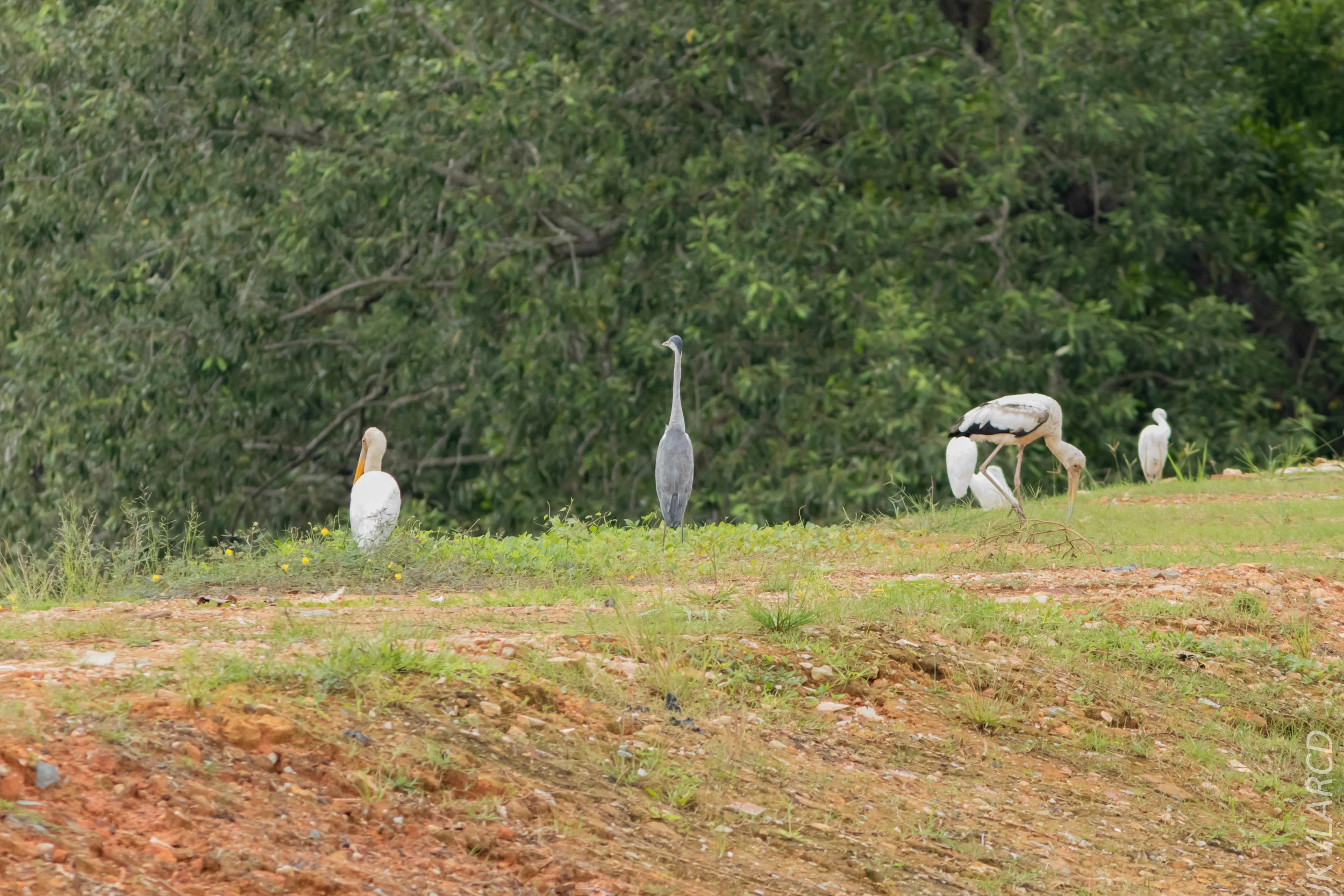 EOS 7D Mark II_2018_11_24_9241.jpg