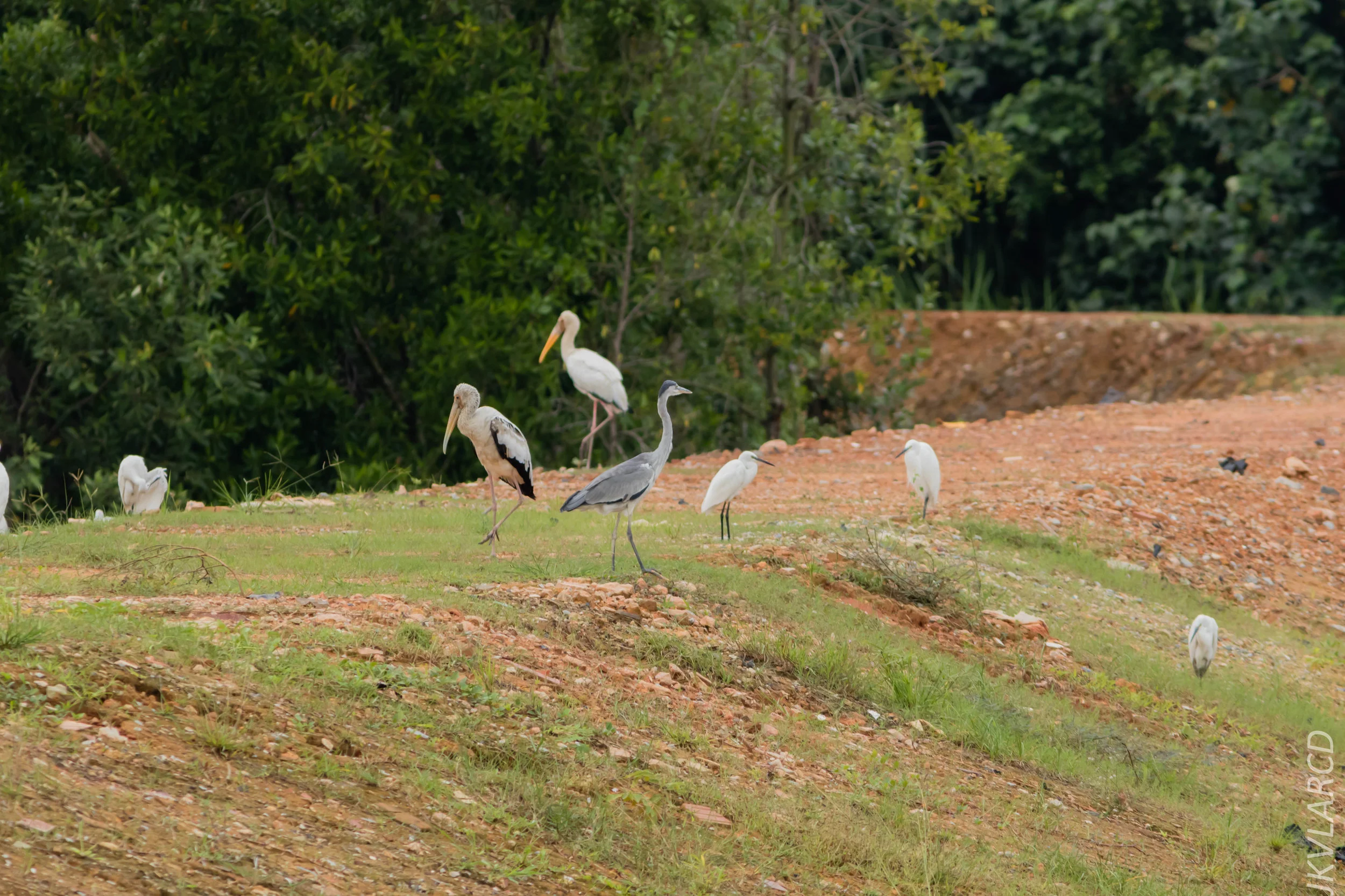 EOS 7D Mark II_2018_11_24_9249.jpg