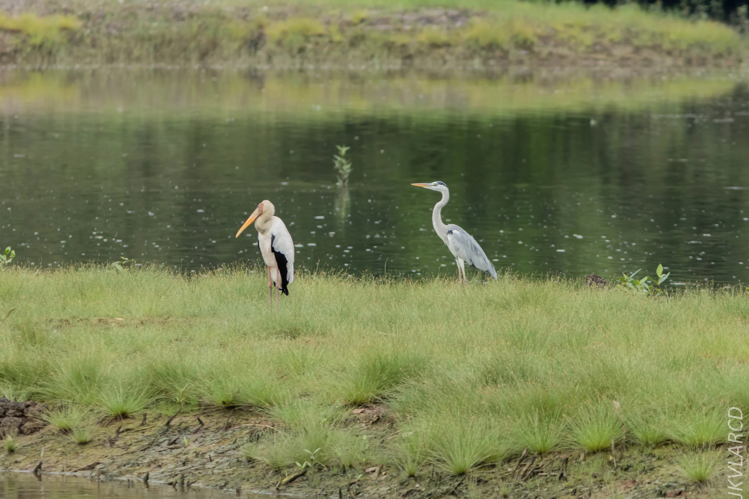EOS 7D Mark II_2018_11_24_9252.jpg