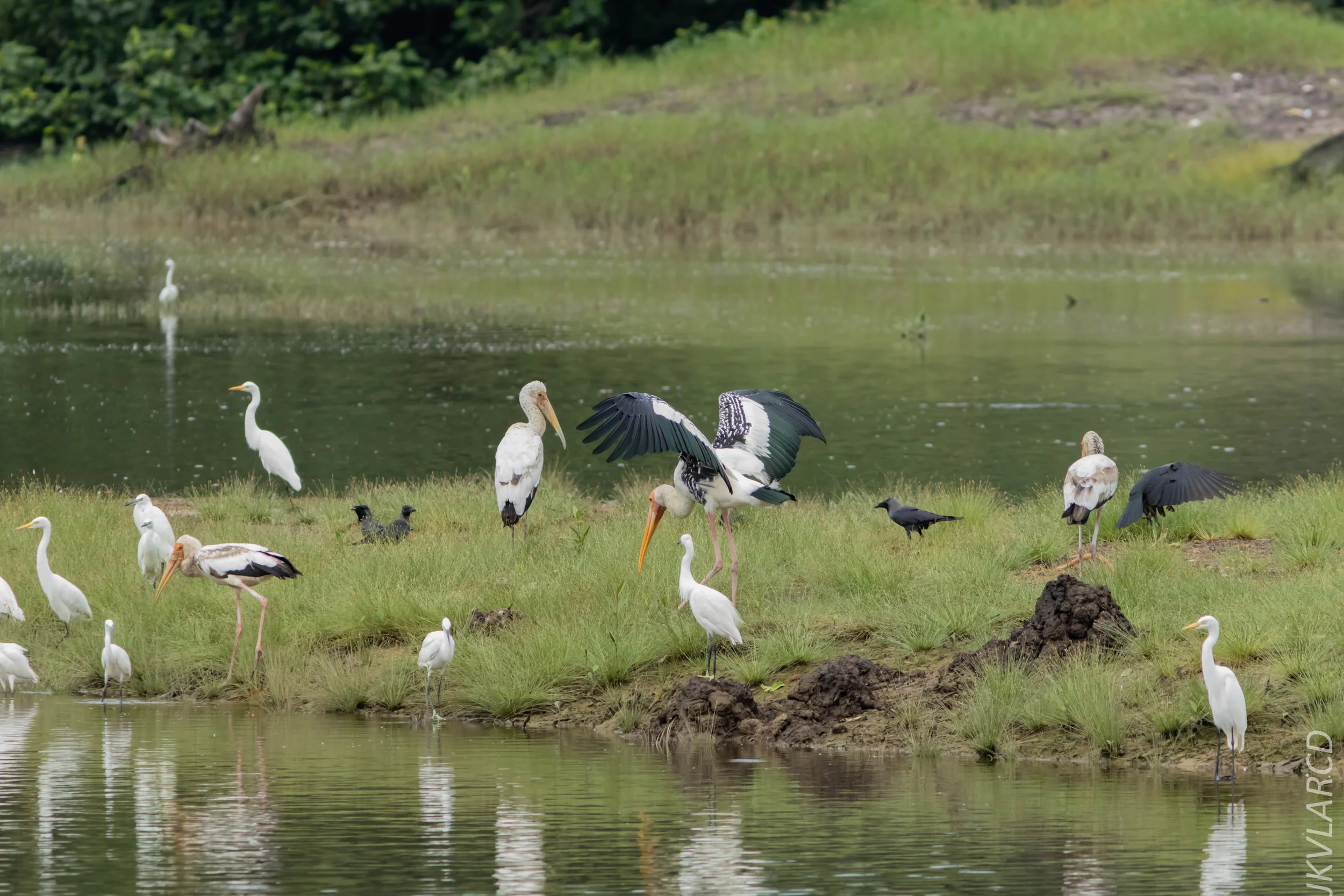 EOS 7D Mark II_2018_11_24_9356.jpg