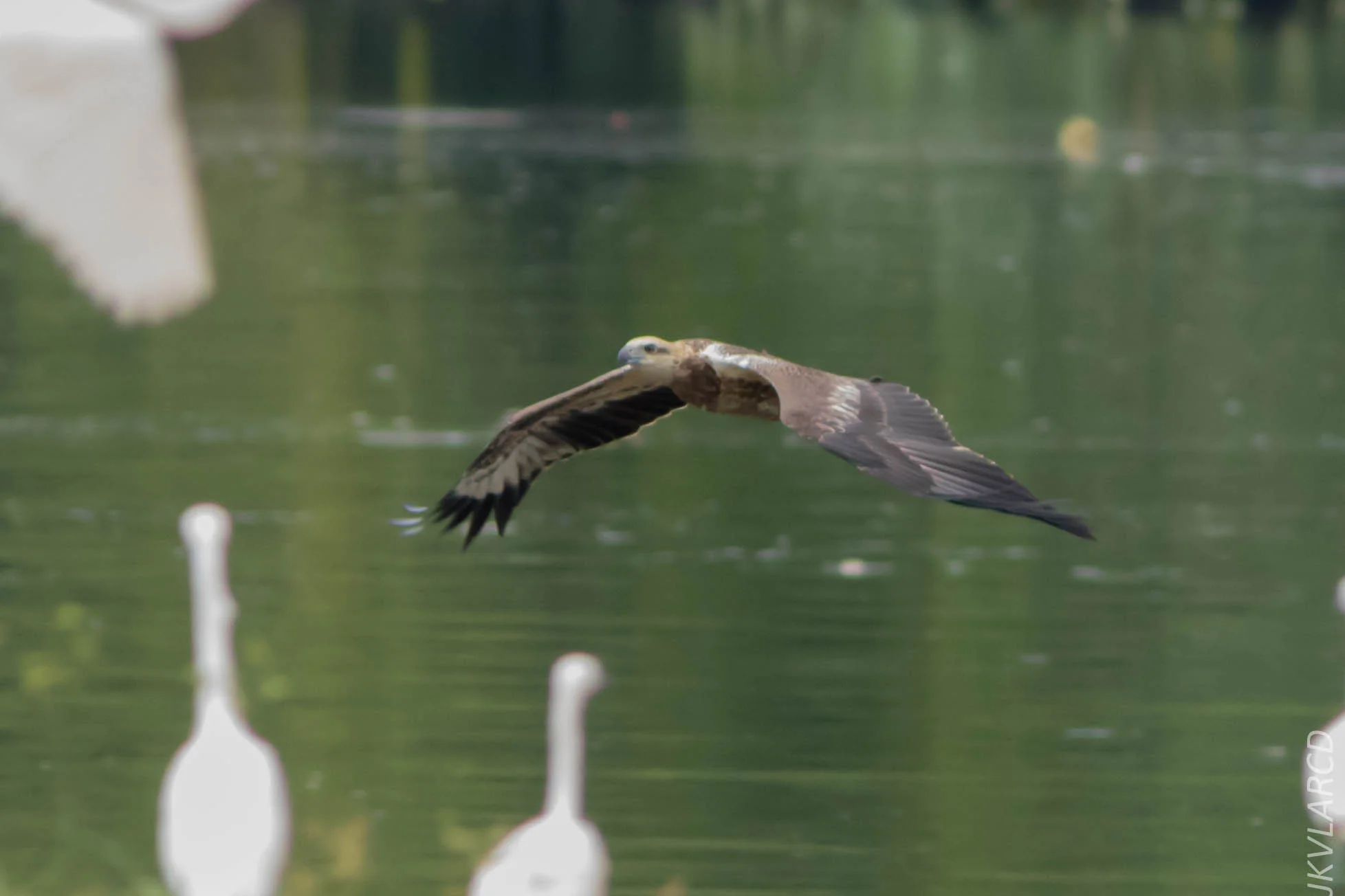 EOS 7D Mark II_2018_11_24_9436.jpg