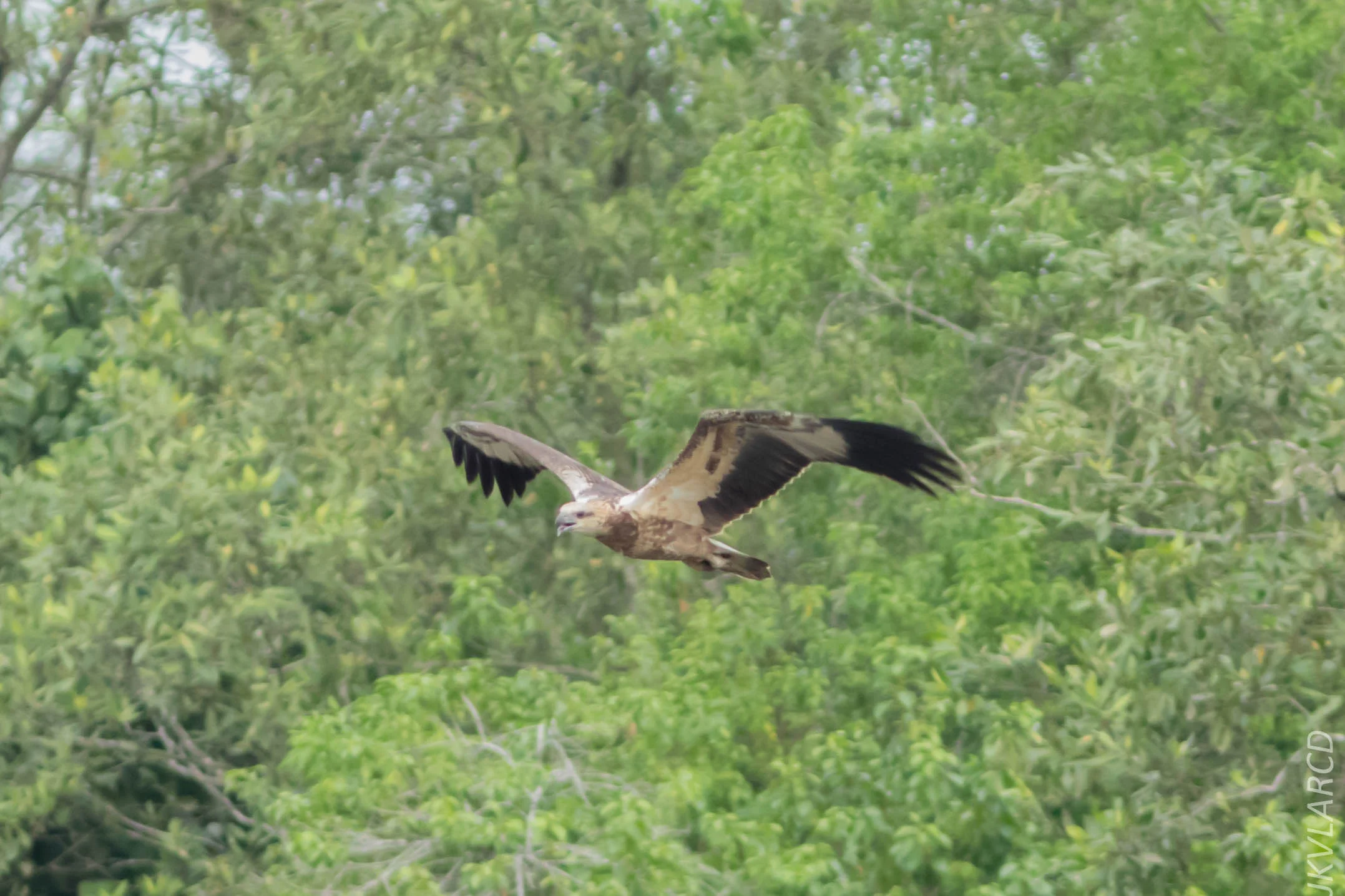 EOS 7D Mark II_2018_11_24_9466.jpg