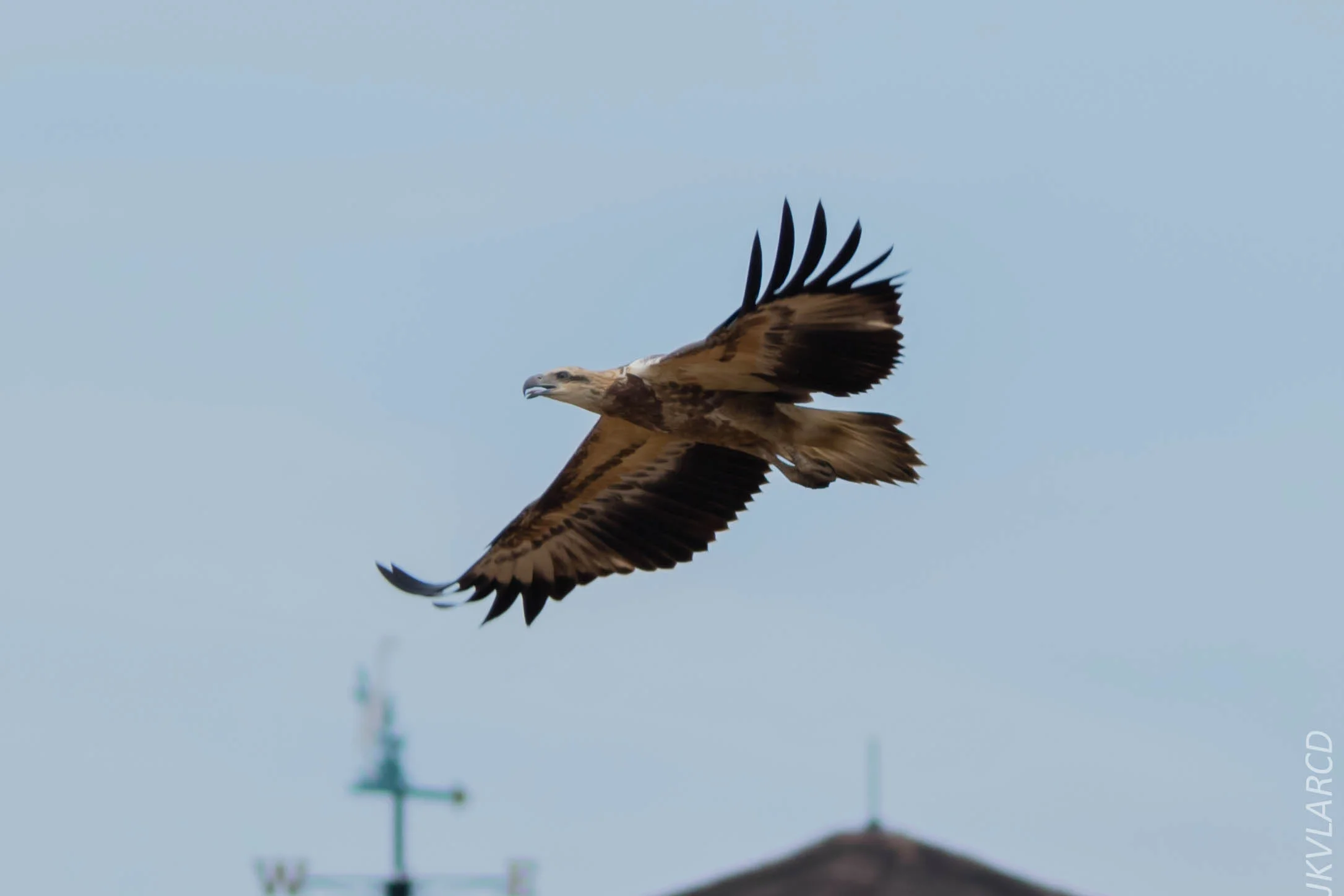 EOS 7D Mark II_2018_11_24_9659.jpg