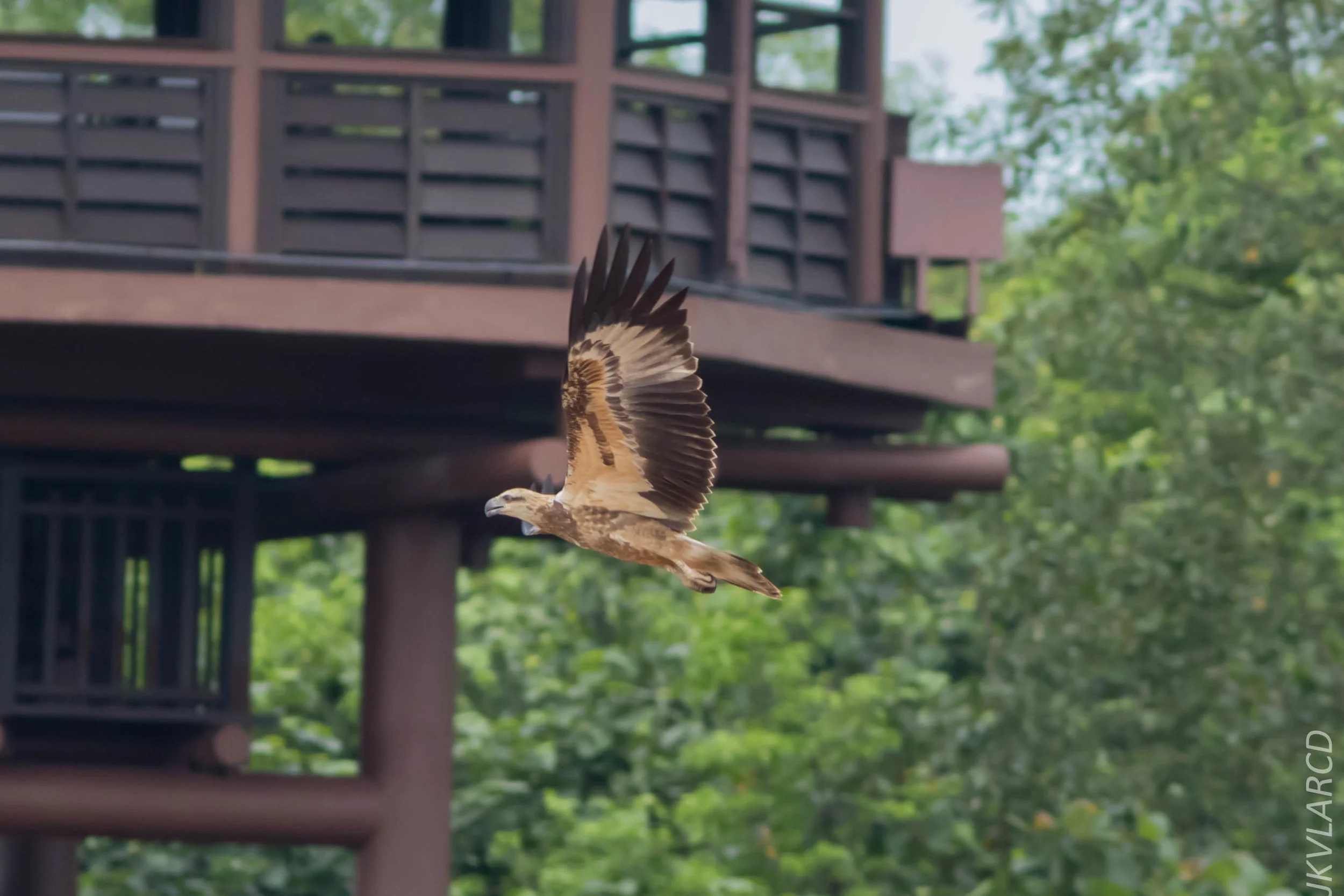 EOS 7D Mark II_2018_11_24_9632.jpg