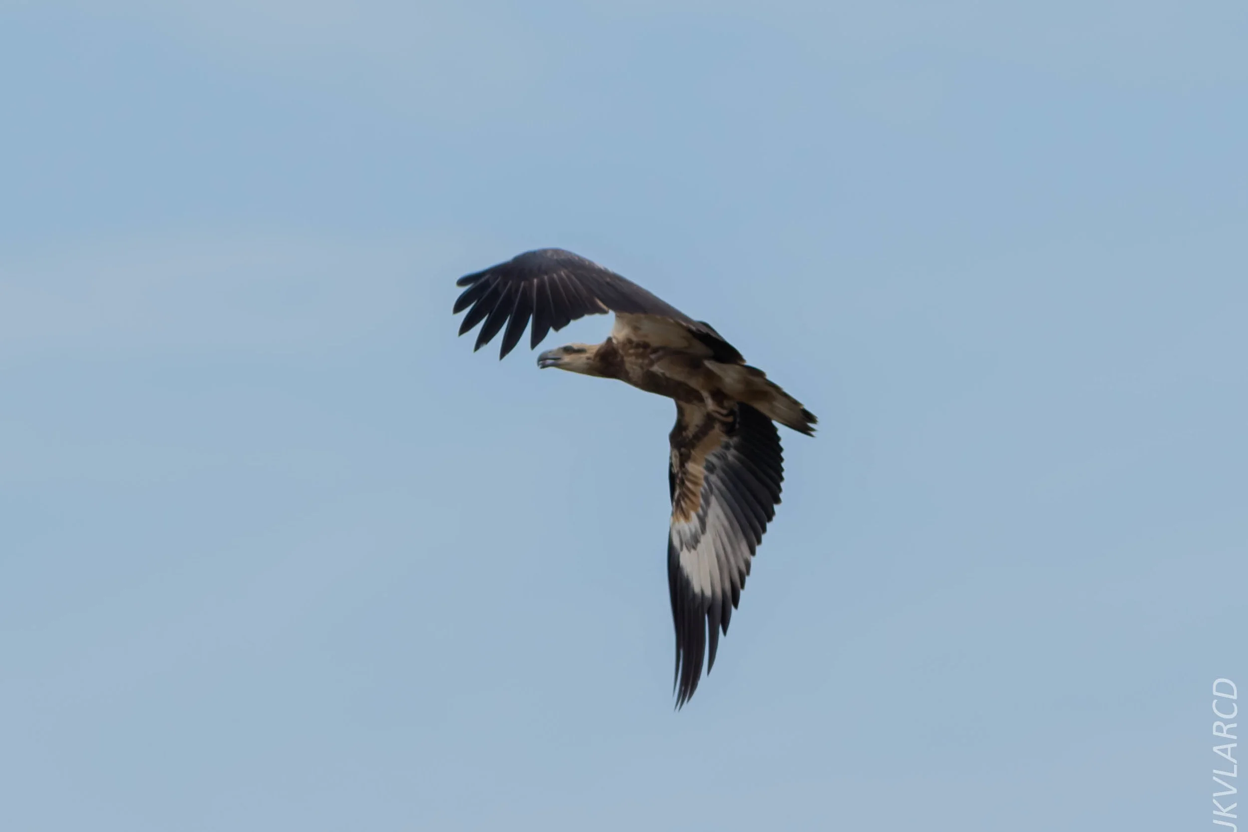 EOS 7D Mark II_2018_11_24_9667.jpg