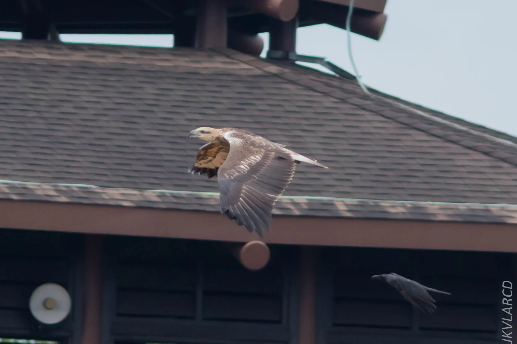 EOS 7D Mark II_2018_11_24_9678.jpg