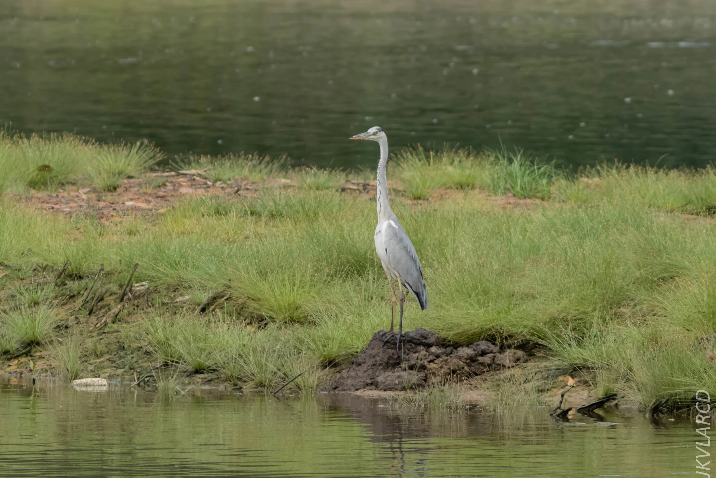 EOS 7D Mark II_2018_11_24_9705.jpg