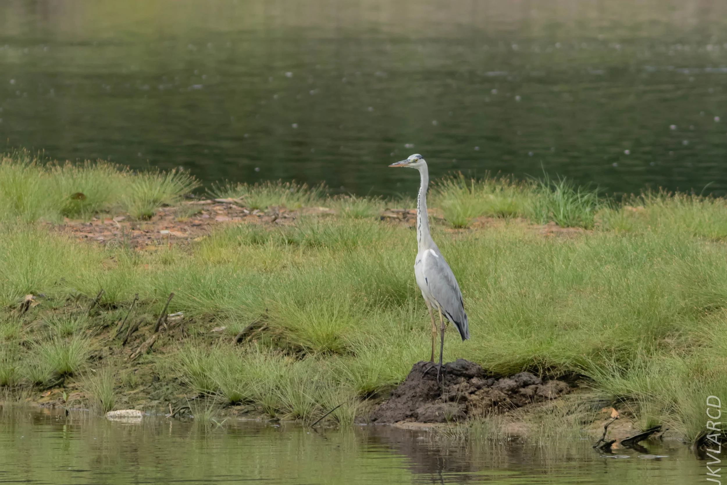 EOS 7D Mark II_2018_11_24_9706.jpg