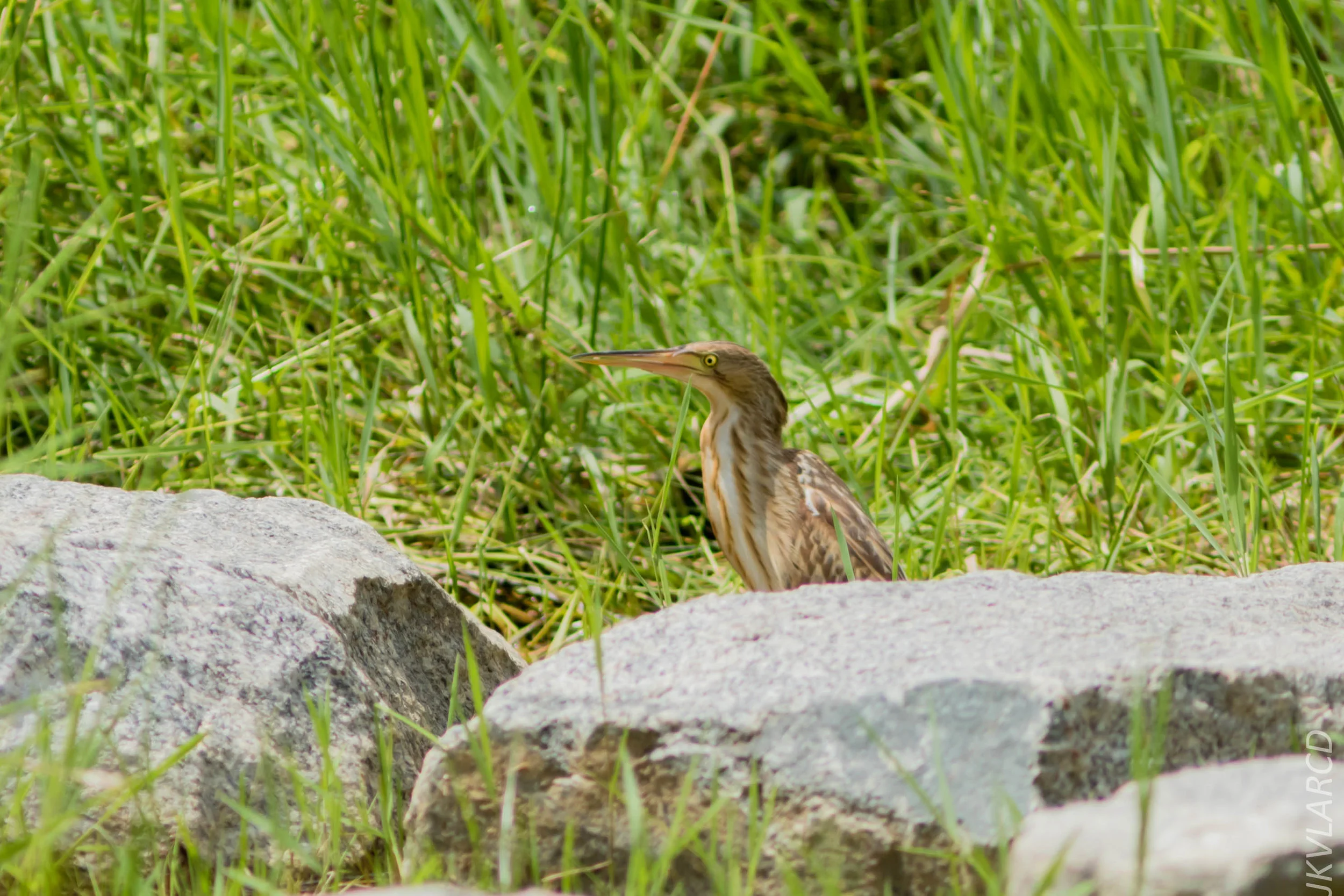 EOS 7D Mark II_2018_11_24_9735.jpg
