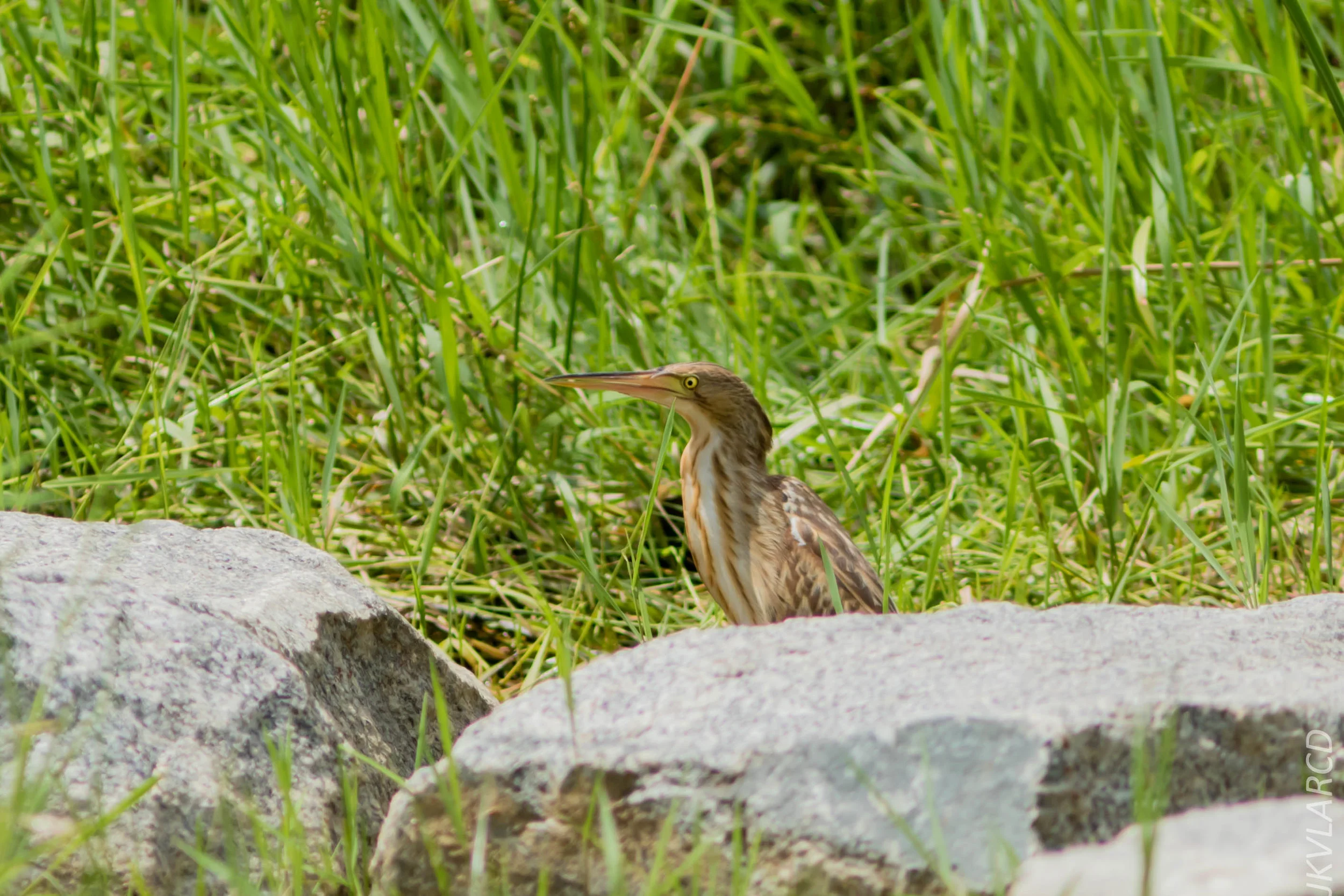 EOS 7D Mark II_2018_11_24_9737.jpg