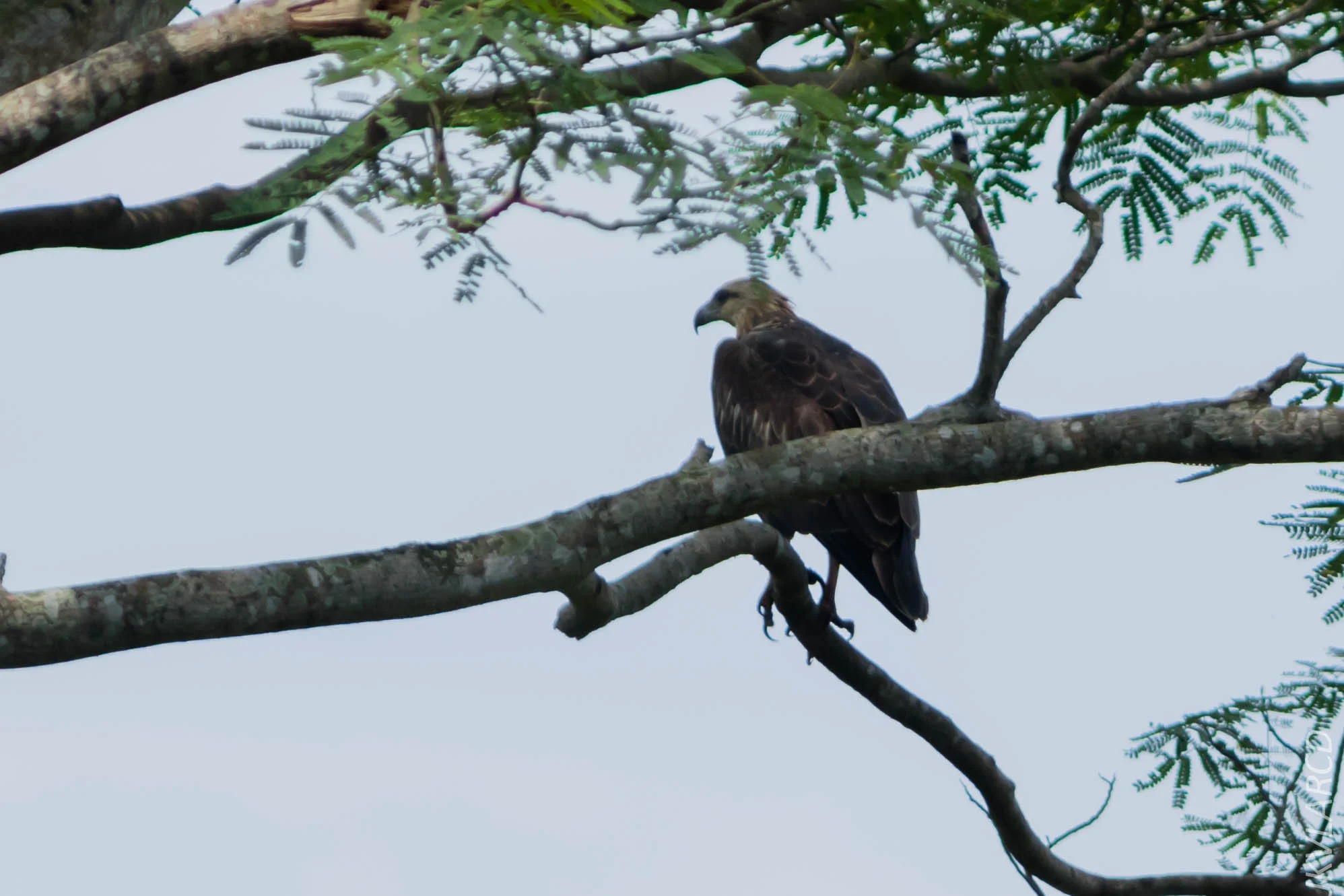 EOS 7D Mark II_2018_11_24_9760.jpg