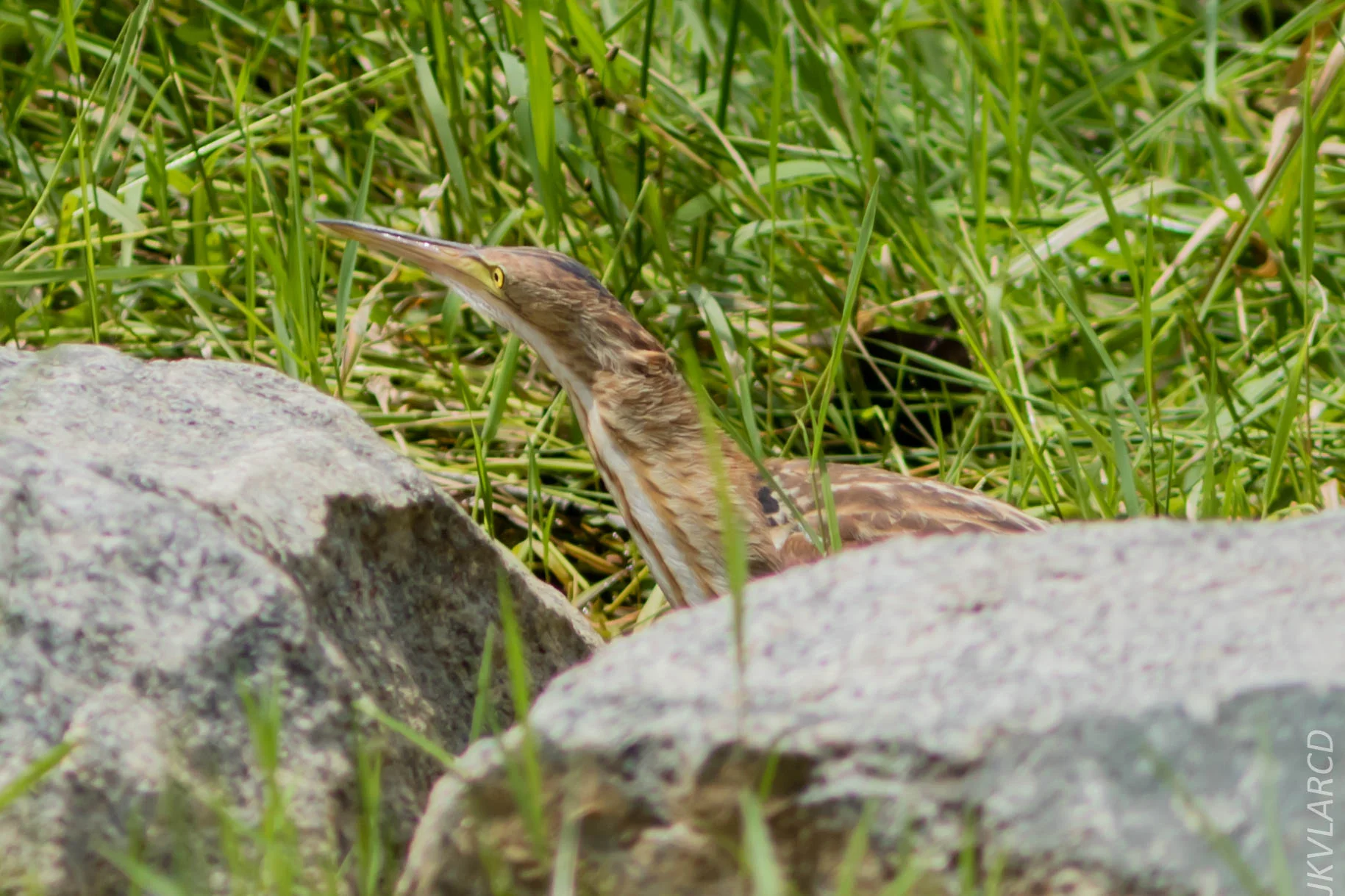 EOS 7D Mark II_2018_11_24_9738.jpg