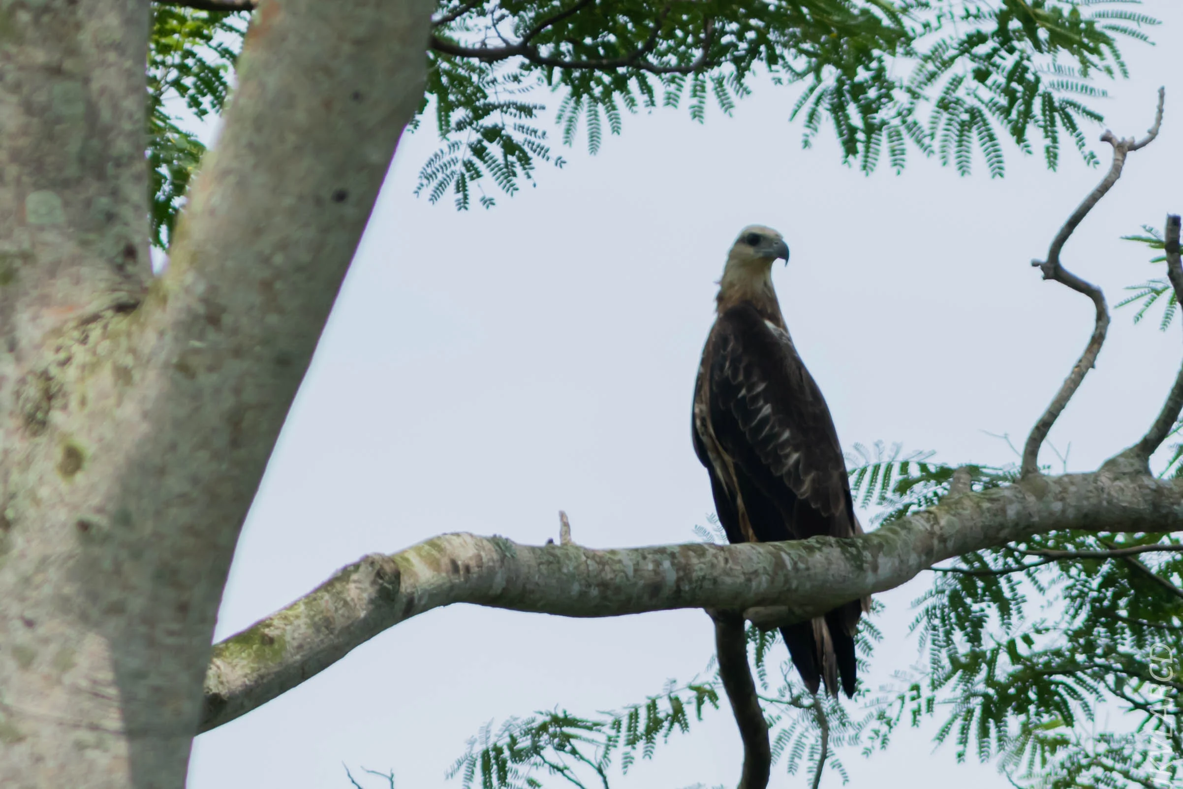 EOS 7D Mark II_2018_11_24_9808.jpg