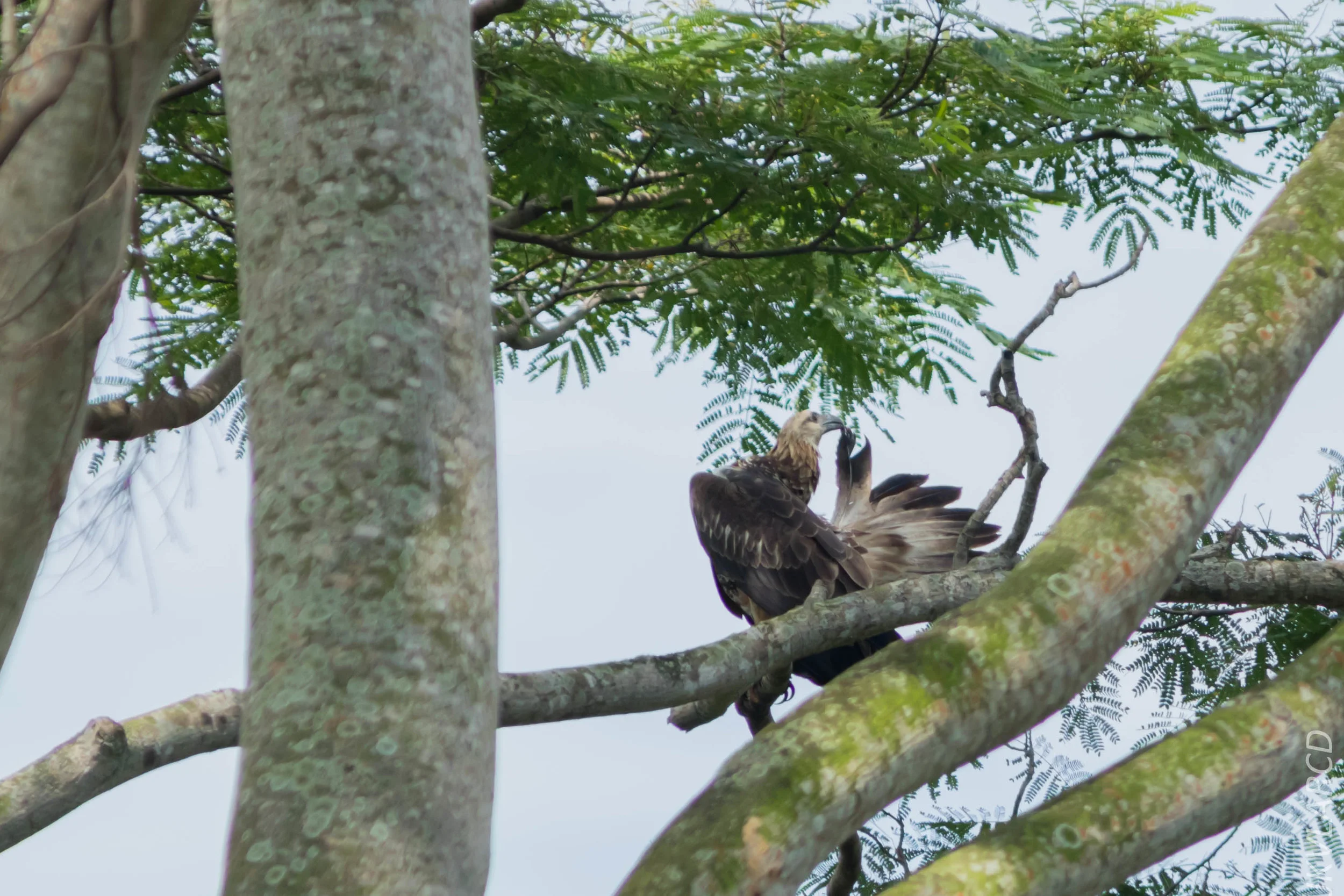 EOS 7D Mark II_2018_11_24_9793.jpg