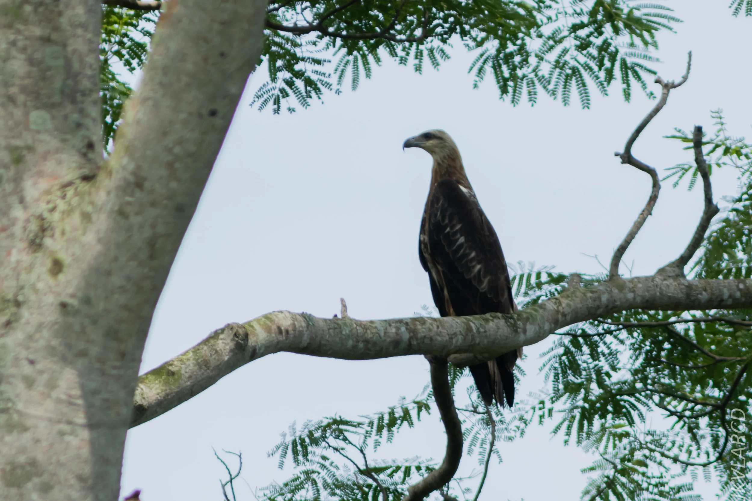 EOS 7D Mark II_2018_11_24_9814.jpg