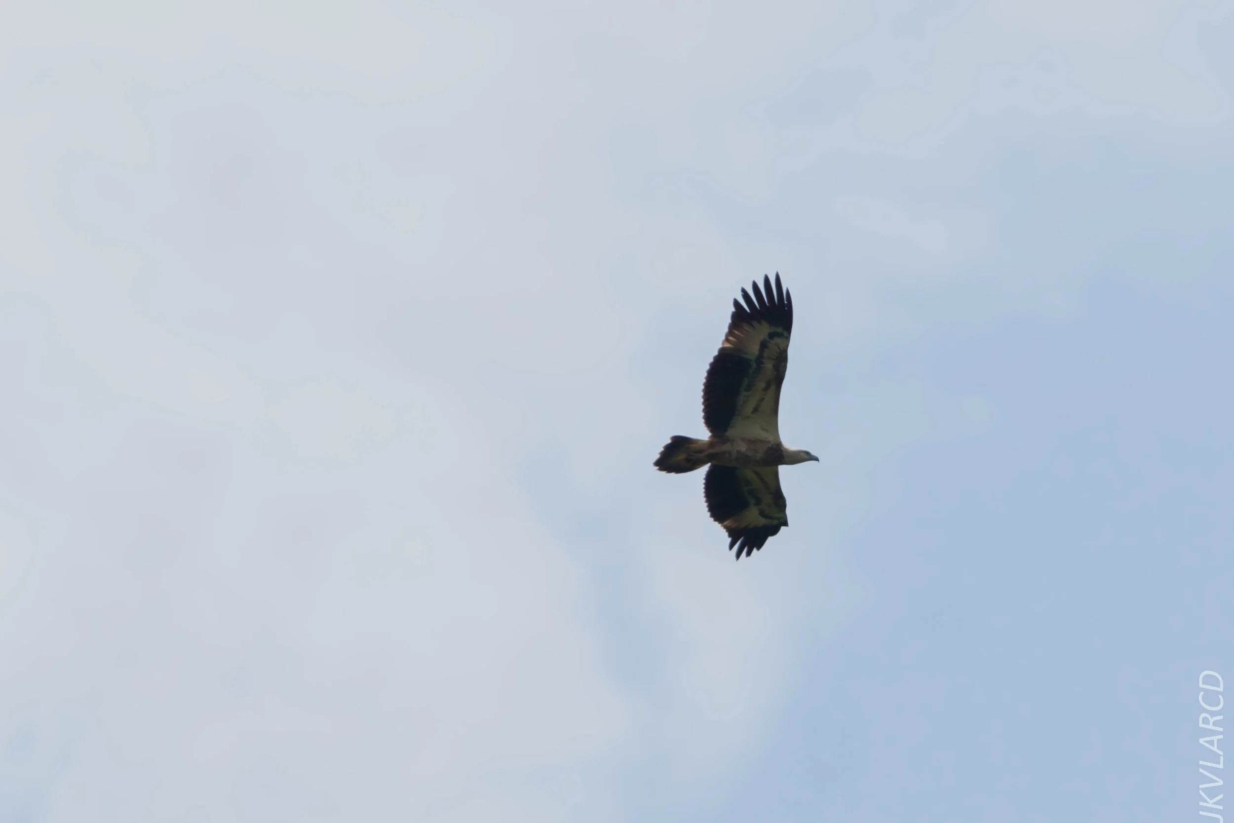 EOS 7D Mark II_2018_11_24_9853.jpg