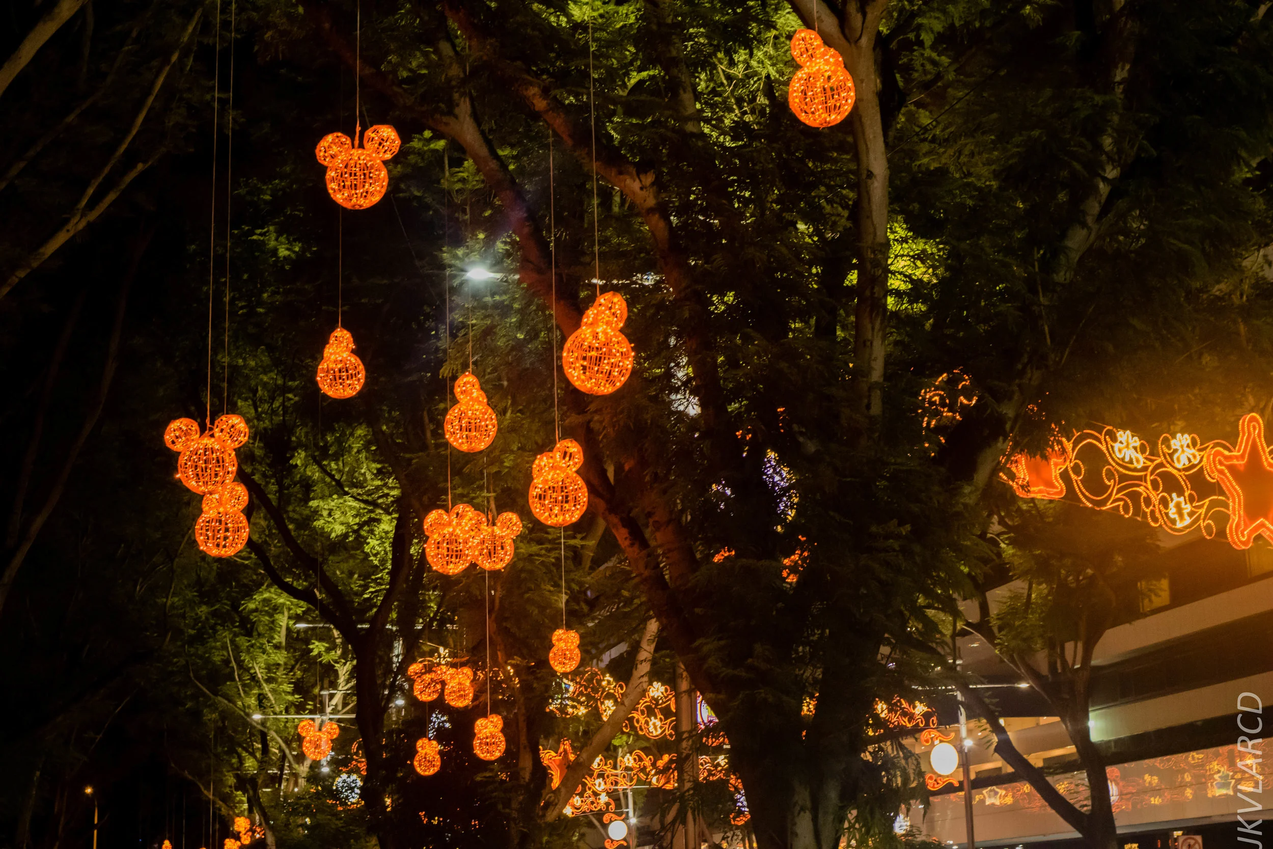 EOS 7D Mark II_2018_12_01_9897.jpg